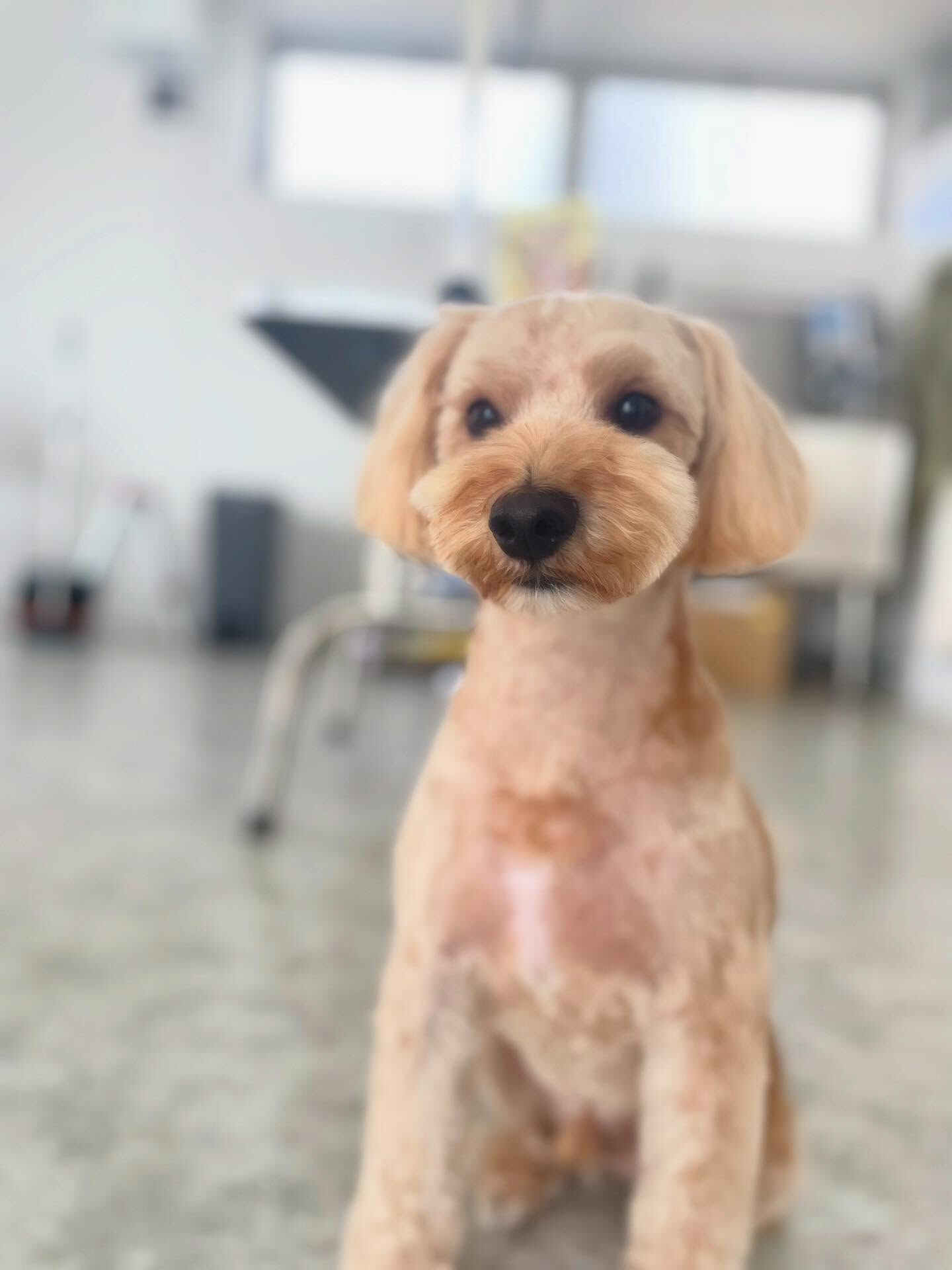 ぼんちゃんの顔の毛が育ってきた👏