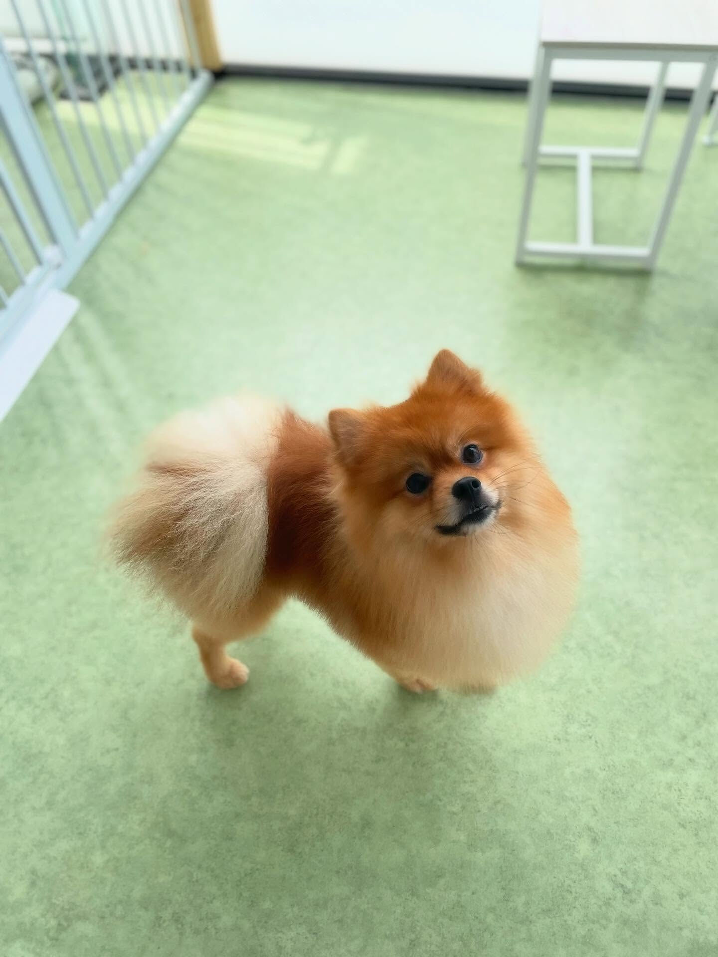 元気いっぱいポメラニアンの大福くん✨