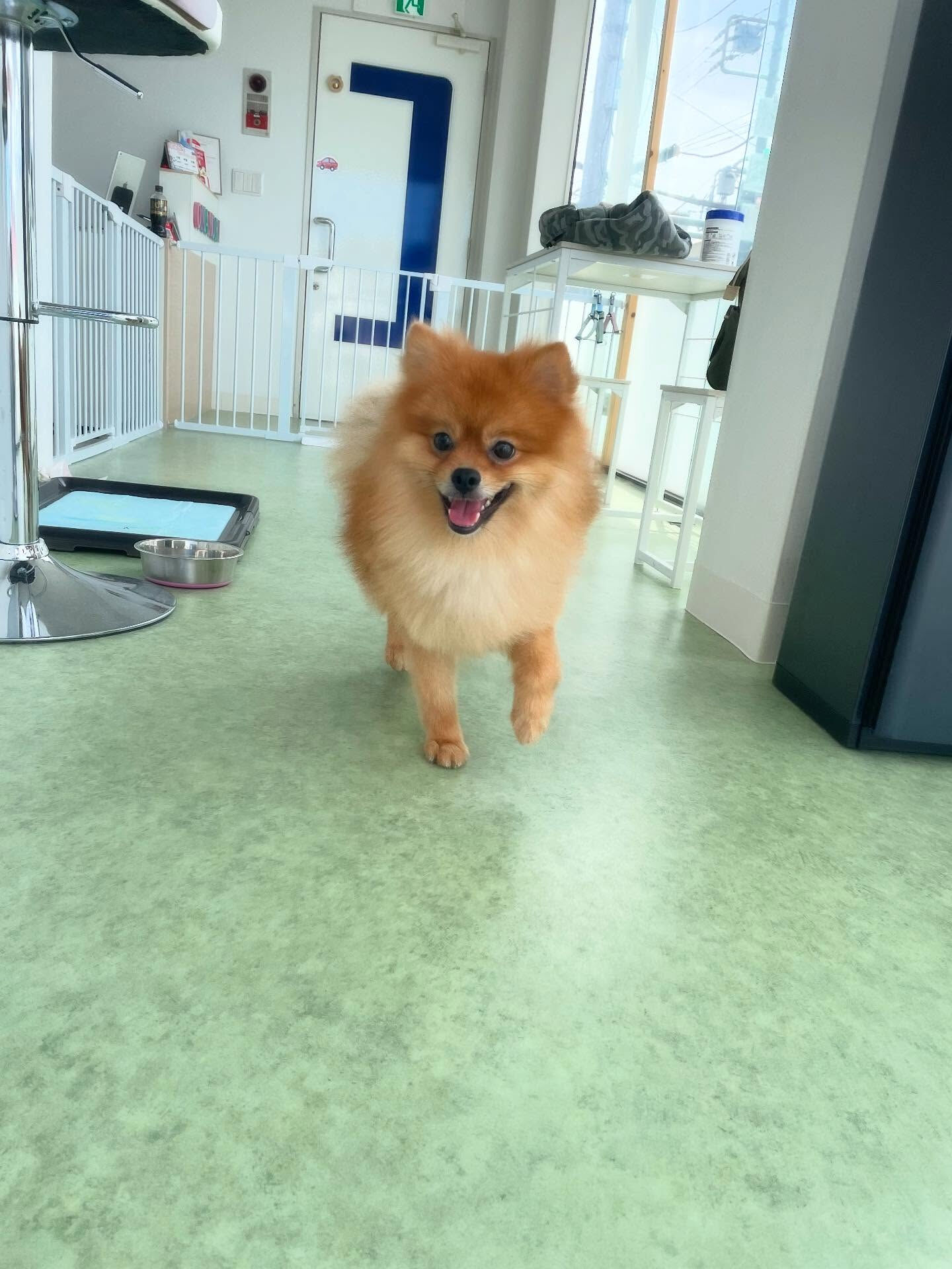 元気いっぱいポメラニアンの大福くん✨