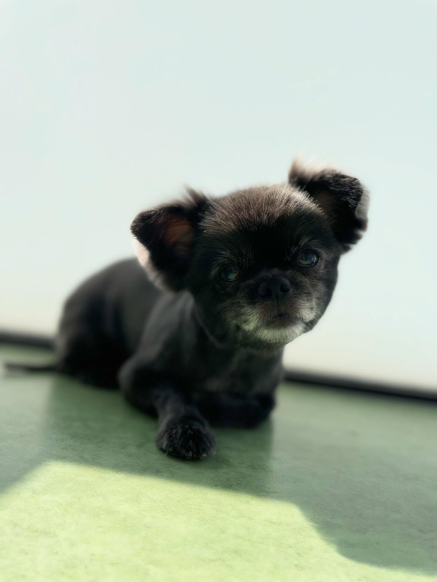 黒い子DAY♪───Ｏ（≧∇≦）Ｏ────♪