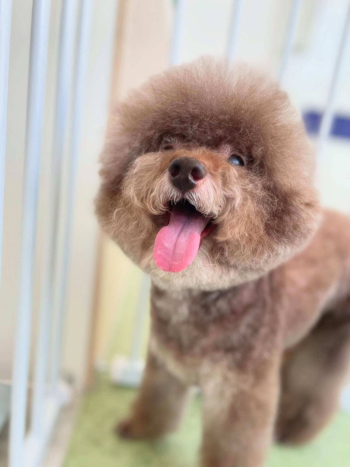 ビション風カット✂️