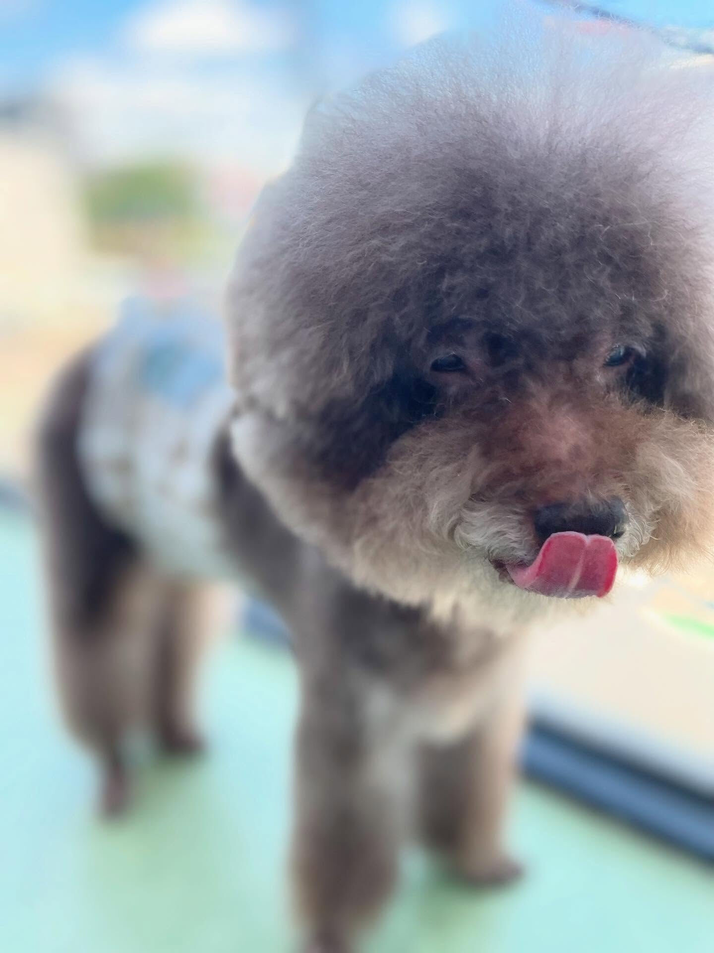 ビション風カット✂️
