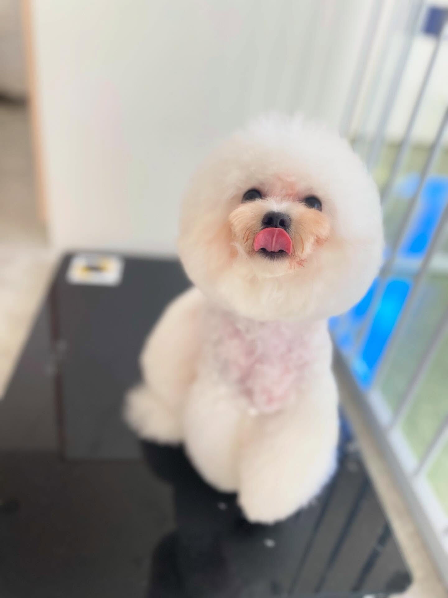 小さいビションちゃん♡珍しい✨