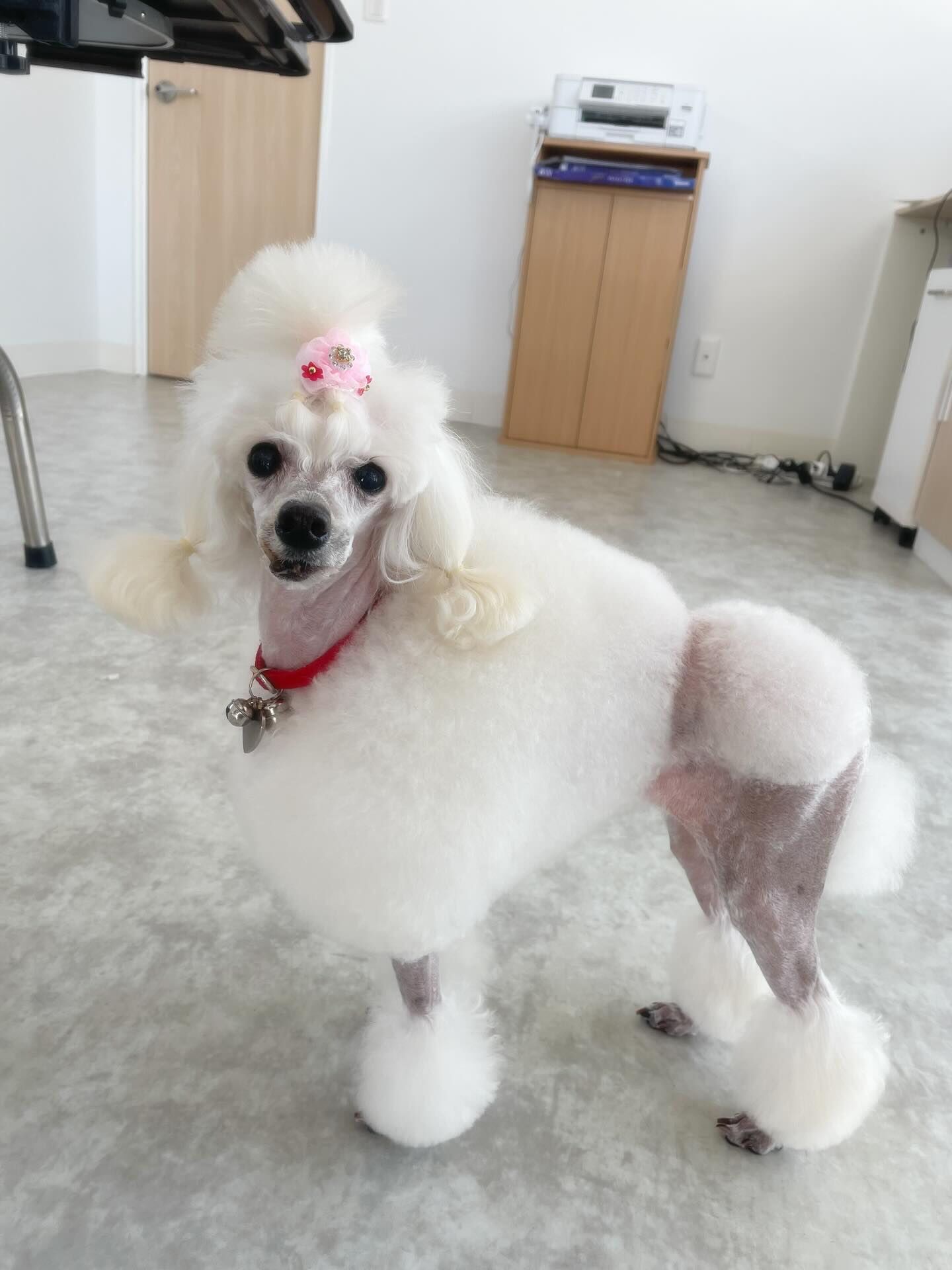 小さいビションちゃん♡珍しい✨