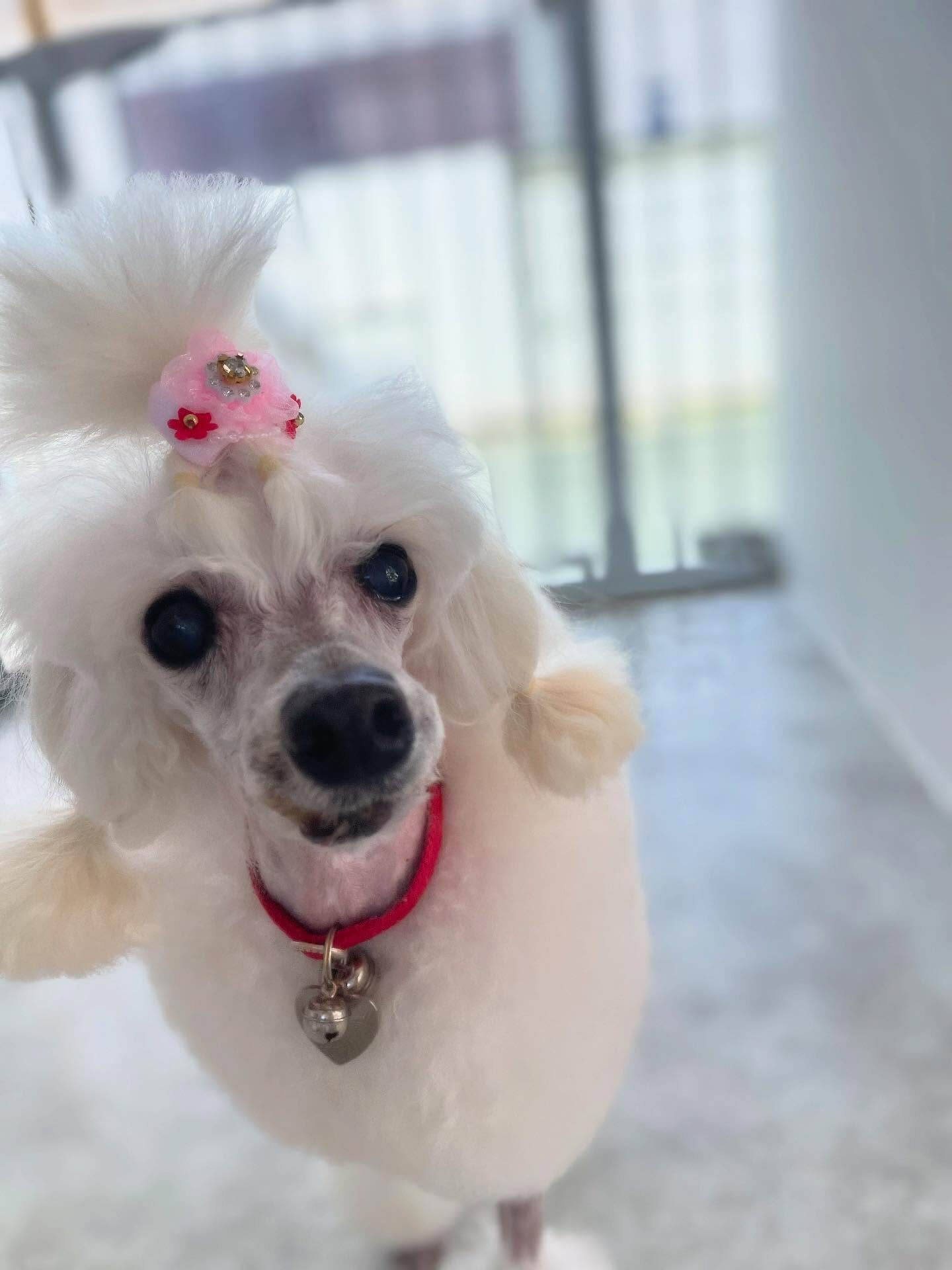 小さいビションちゃん♡珍しい✨
