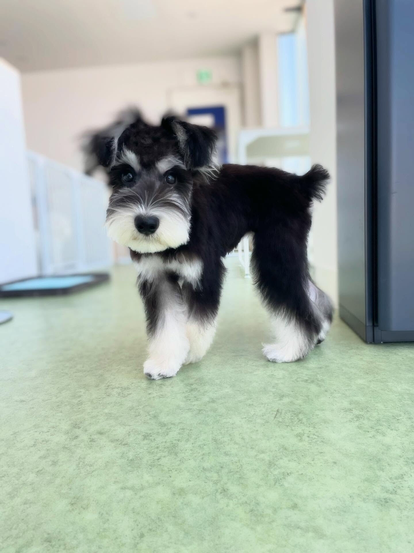 元気いっぱいのパピーたち✨