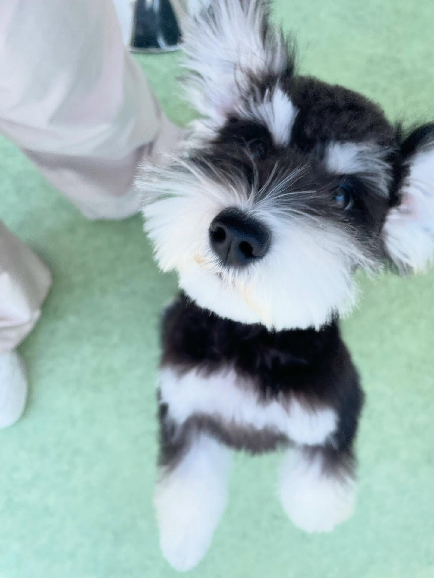 元気いっぱいのパピーたち✨