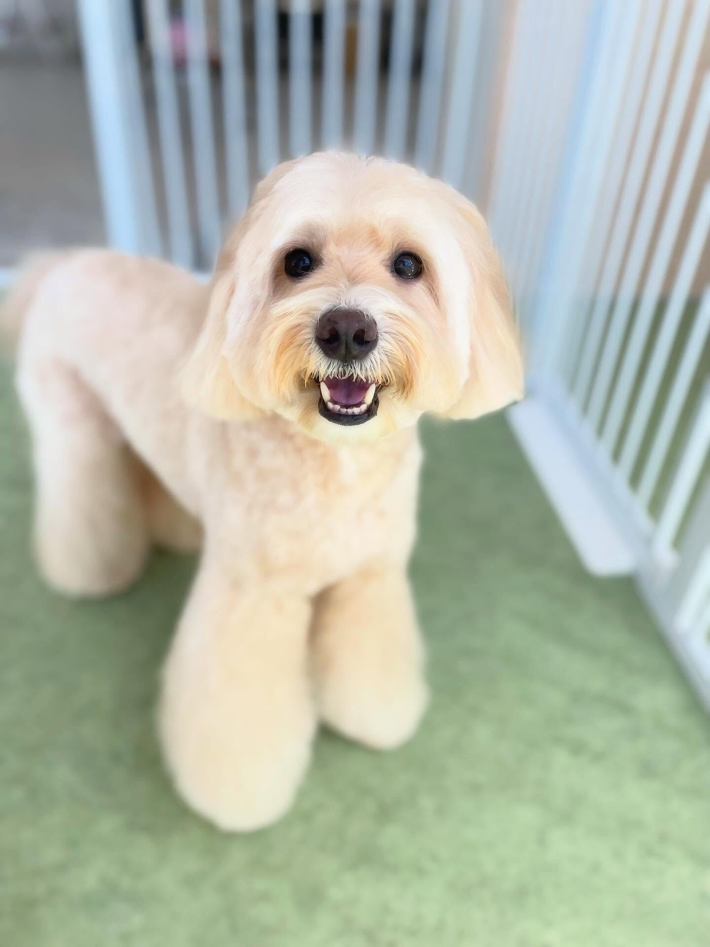 コメちゃん今回は短く仕上げました✂️