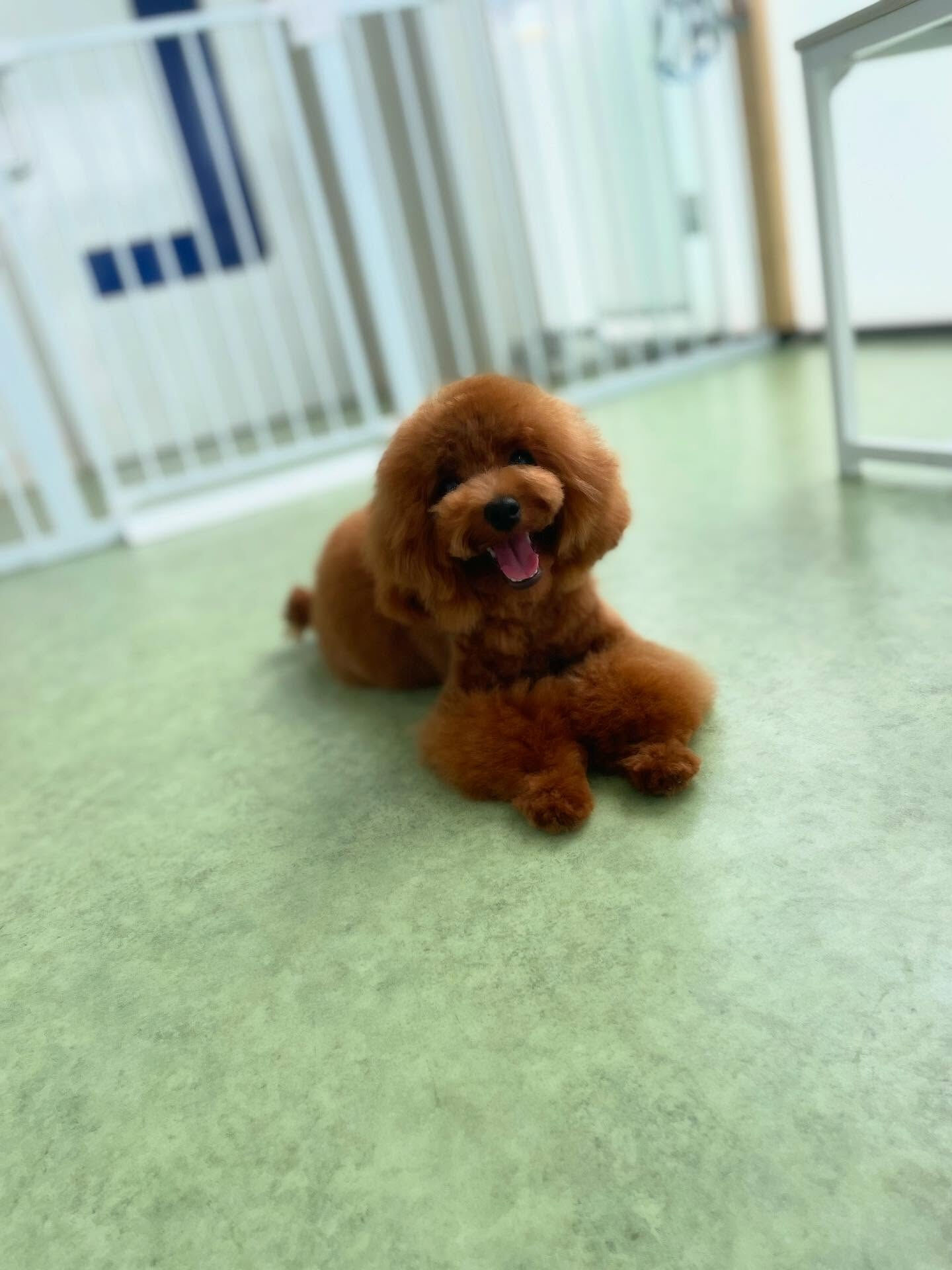 少し大きくなったYuccaくんといつもおねむなきなこちゃん♡