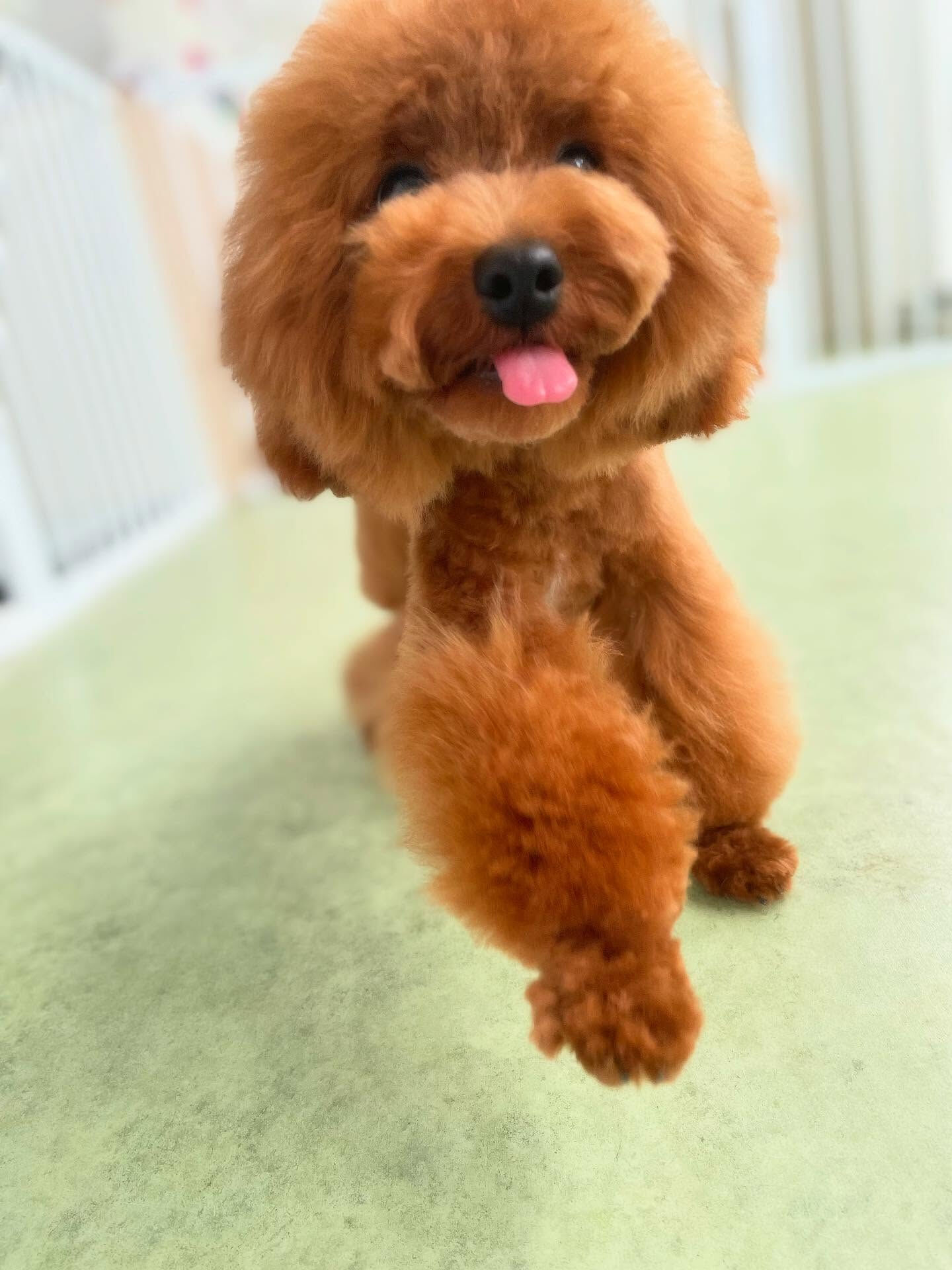 少し大きくなったYuccaくんといつもおねむなきなこちゃん♡
