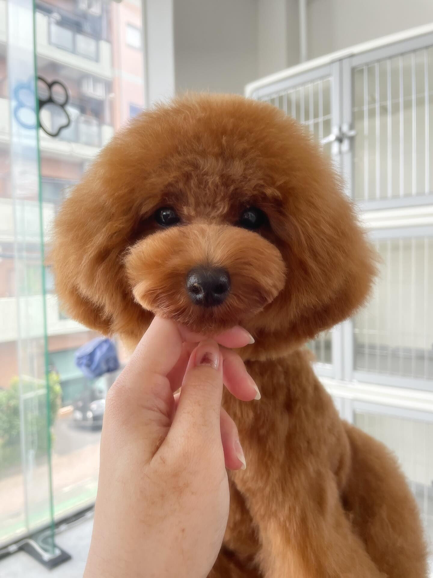 少し大きくなったYuccaくんといつもおねむなきなこちゃん♡