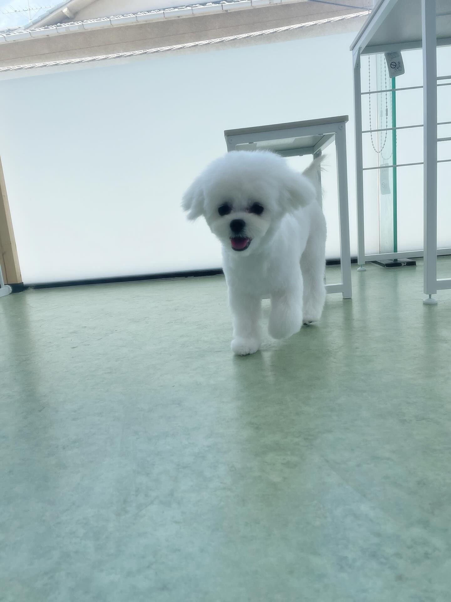 同じお家から来てくれました！