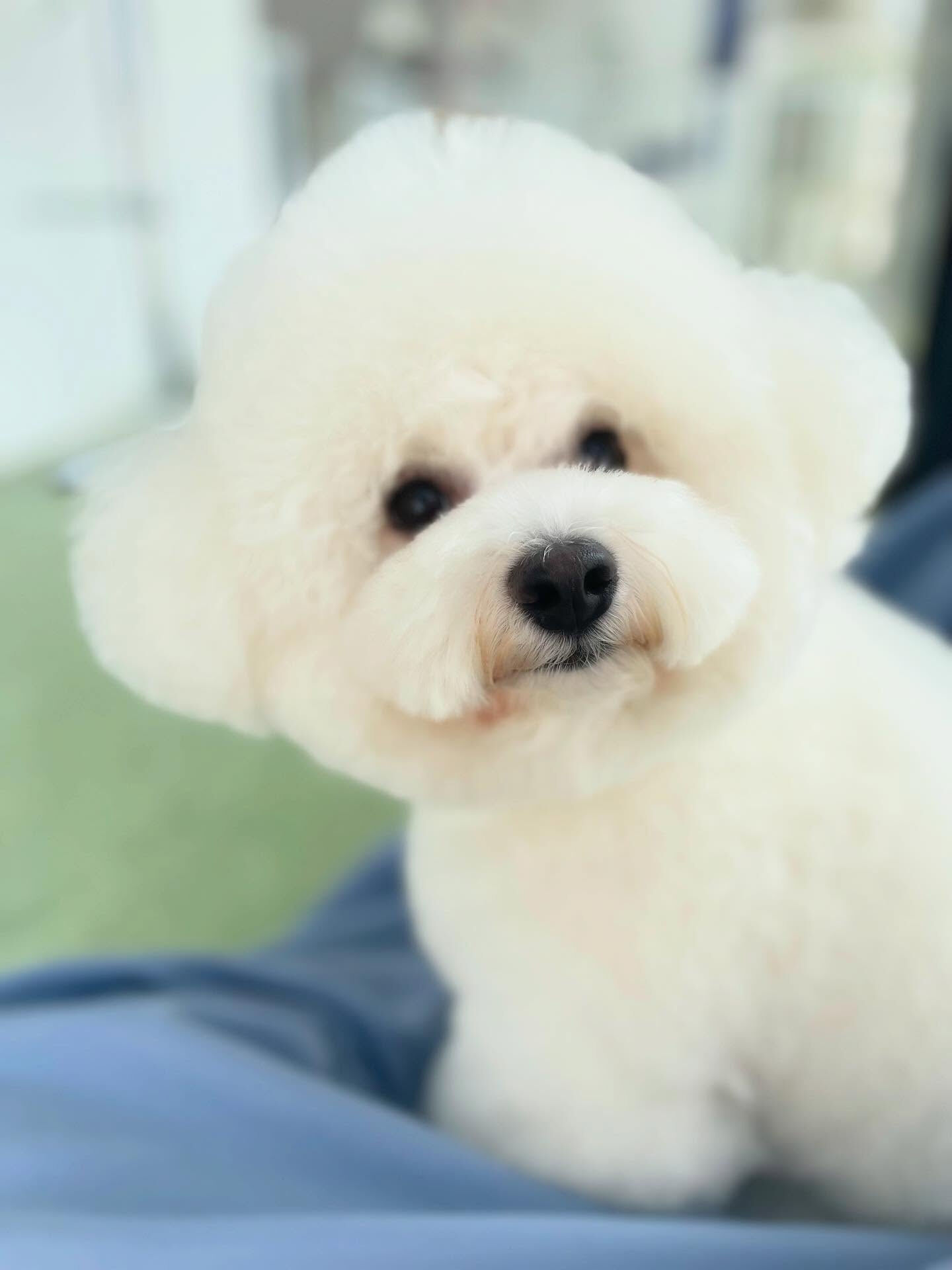 耳ぽこビション🫧