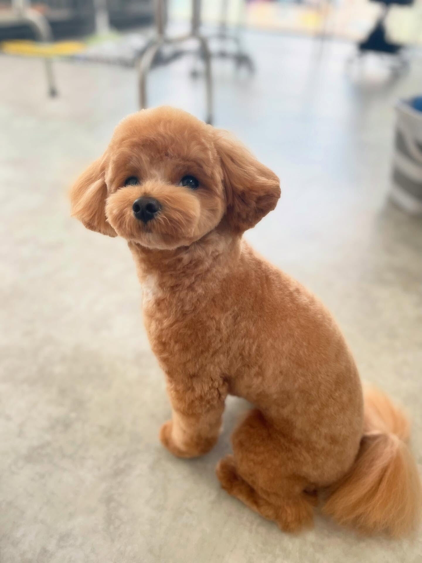 bichon frisé♡Maltese×poodle