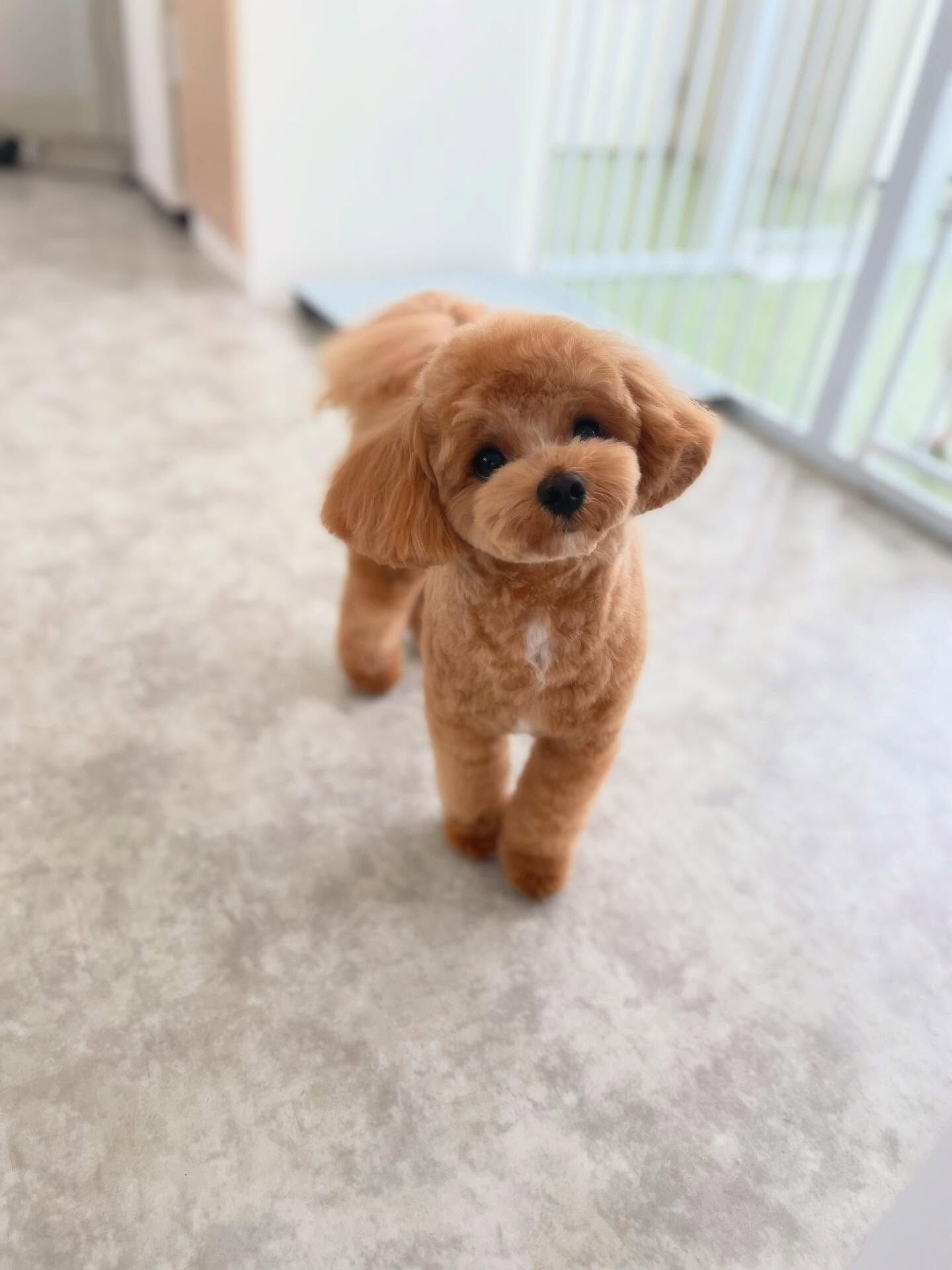 bichon frisé♡Maltese×poodle