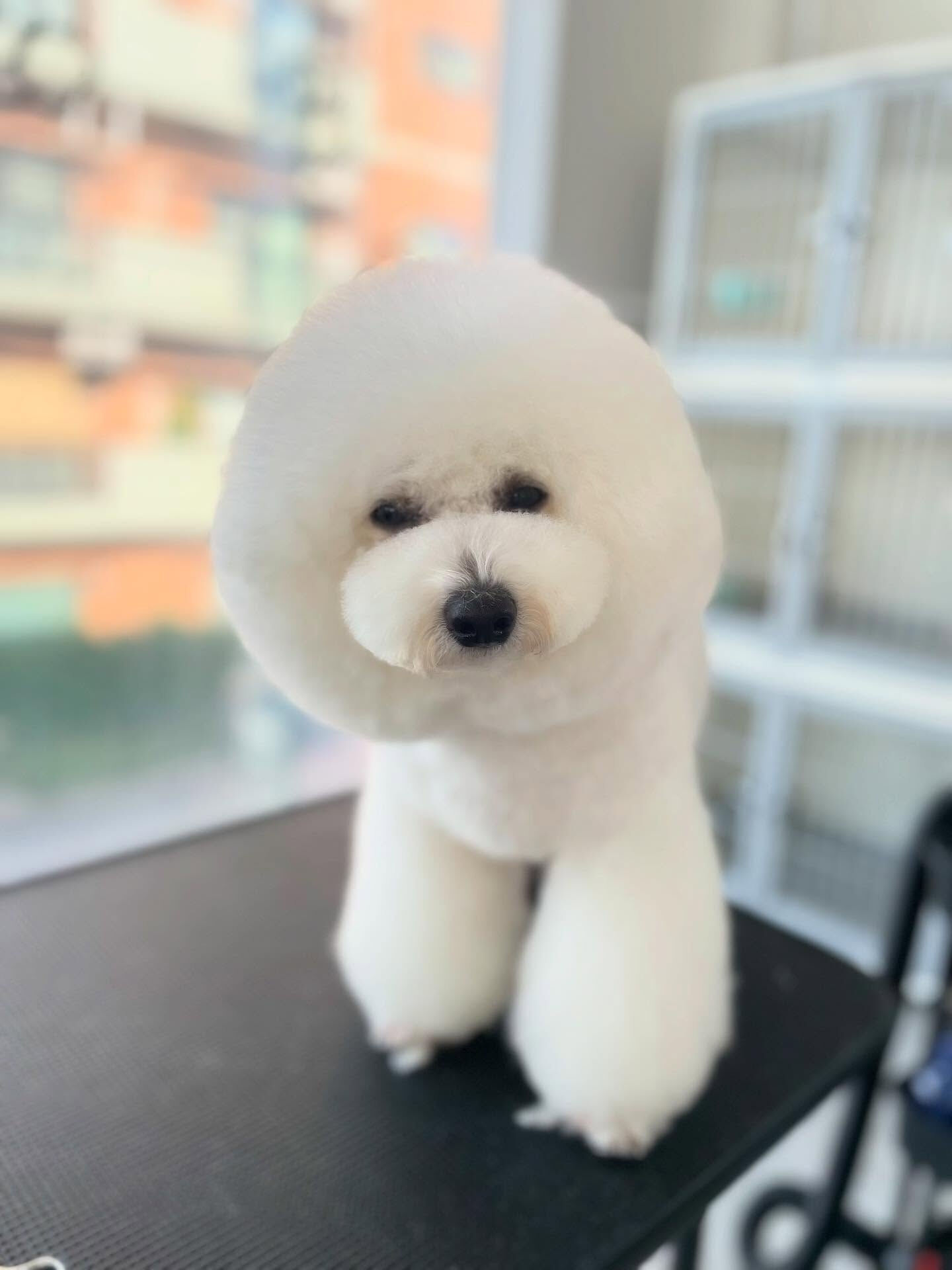 bichon frisé♡Maltese×poodle