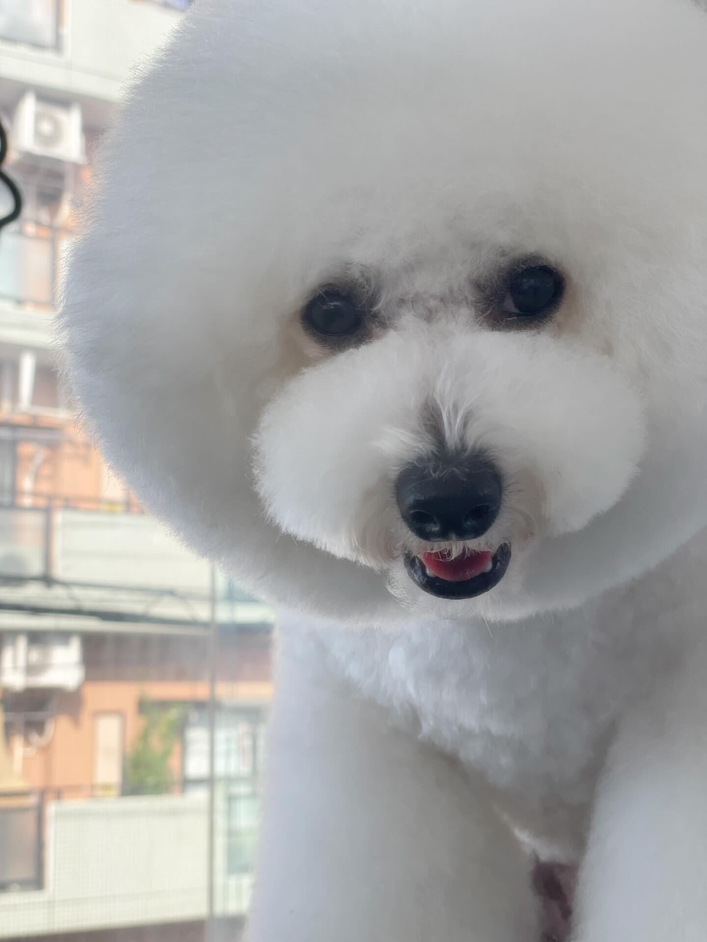 bichon frisé♡Maltese×poodle