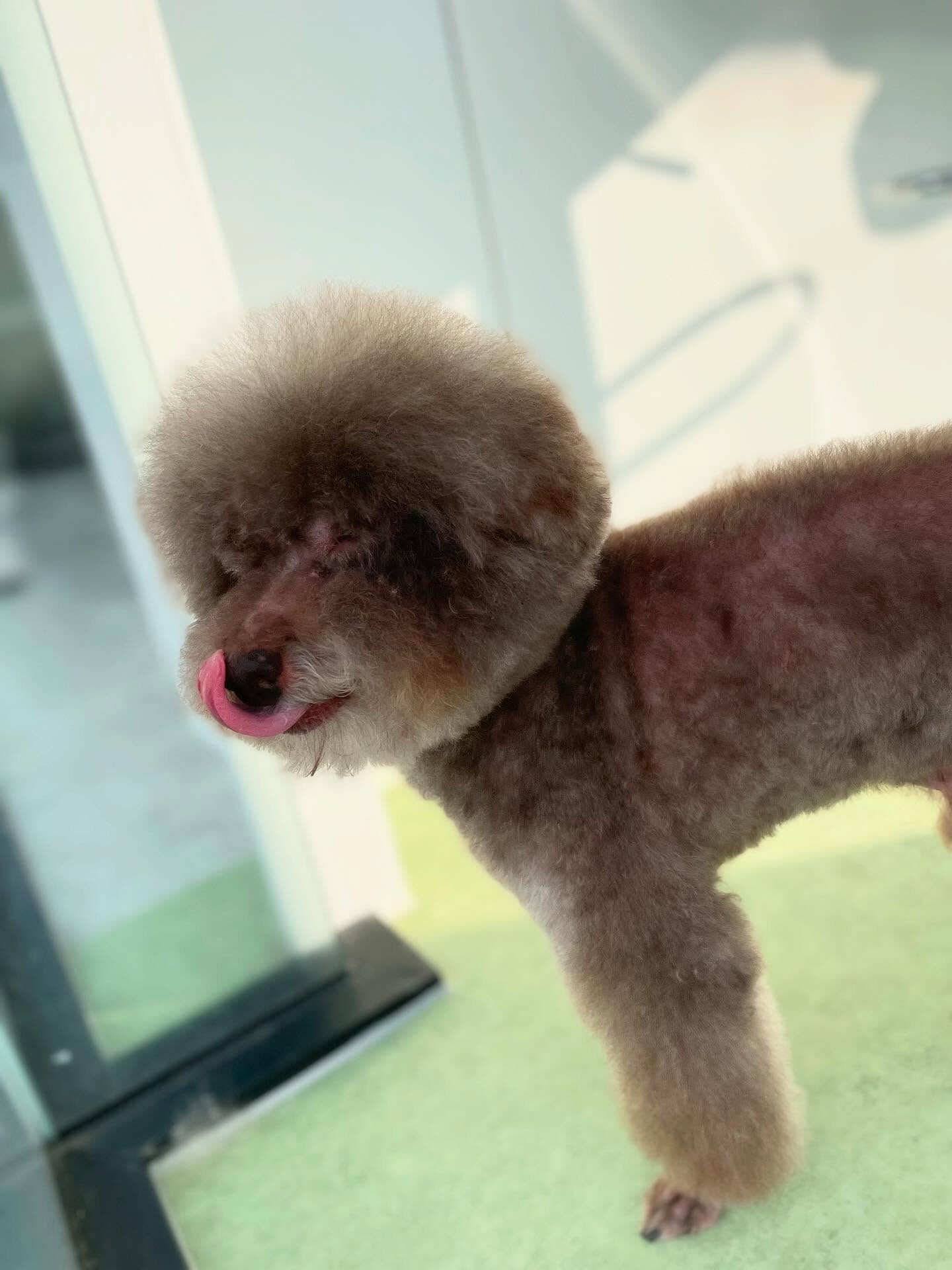 トイプードルビション風カット✂️