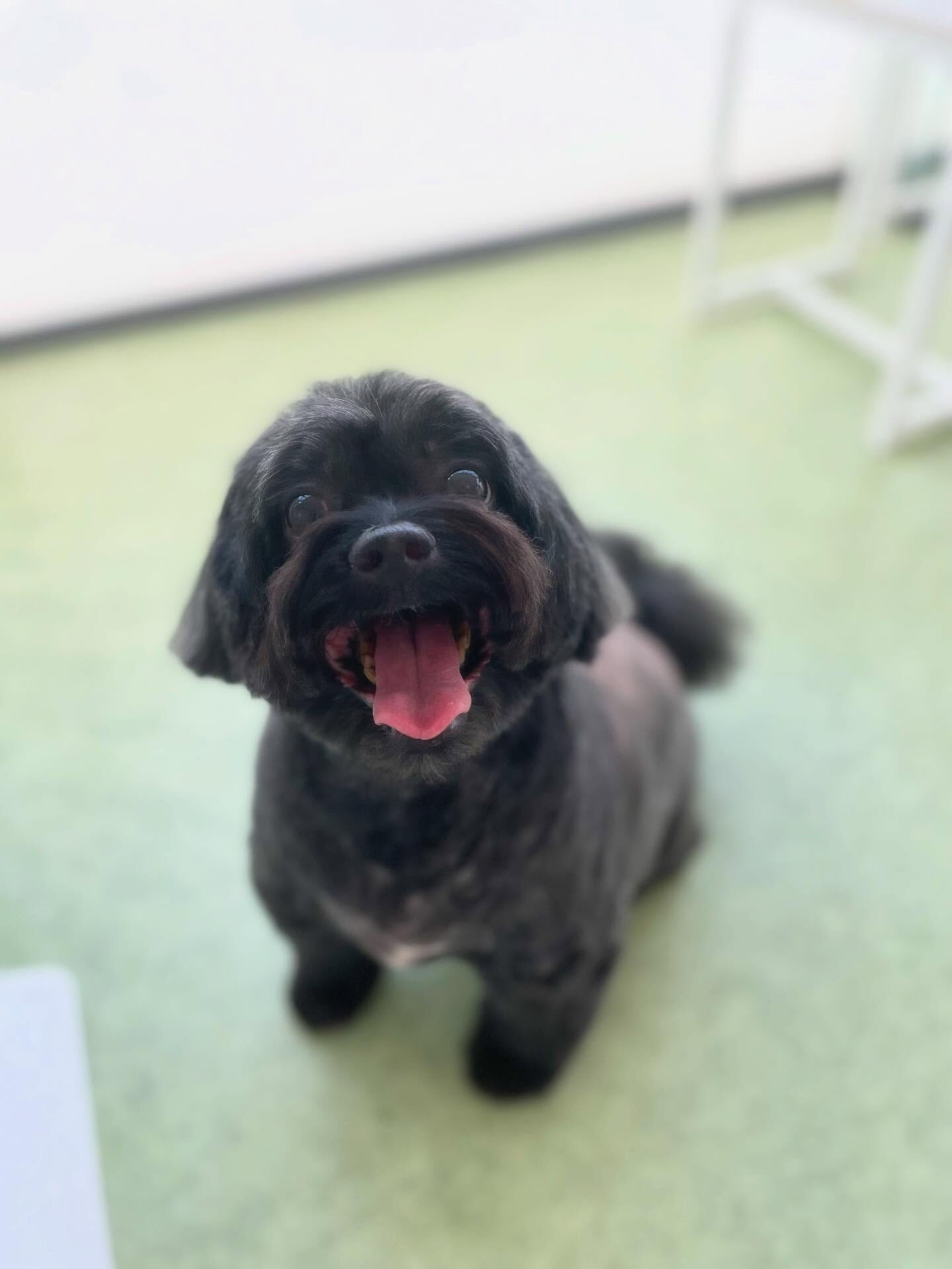人好きハナちゃん♡何処でもついてくる(๑>◡
