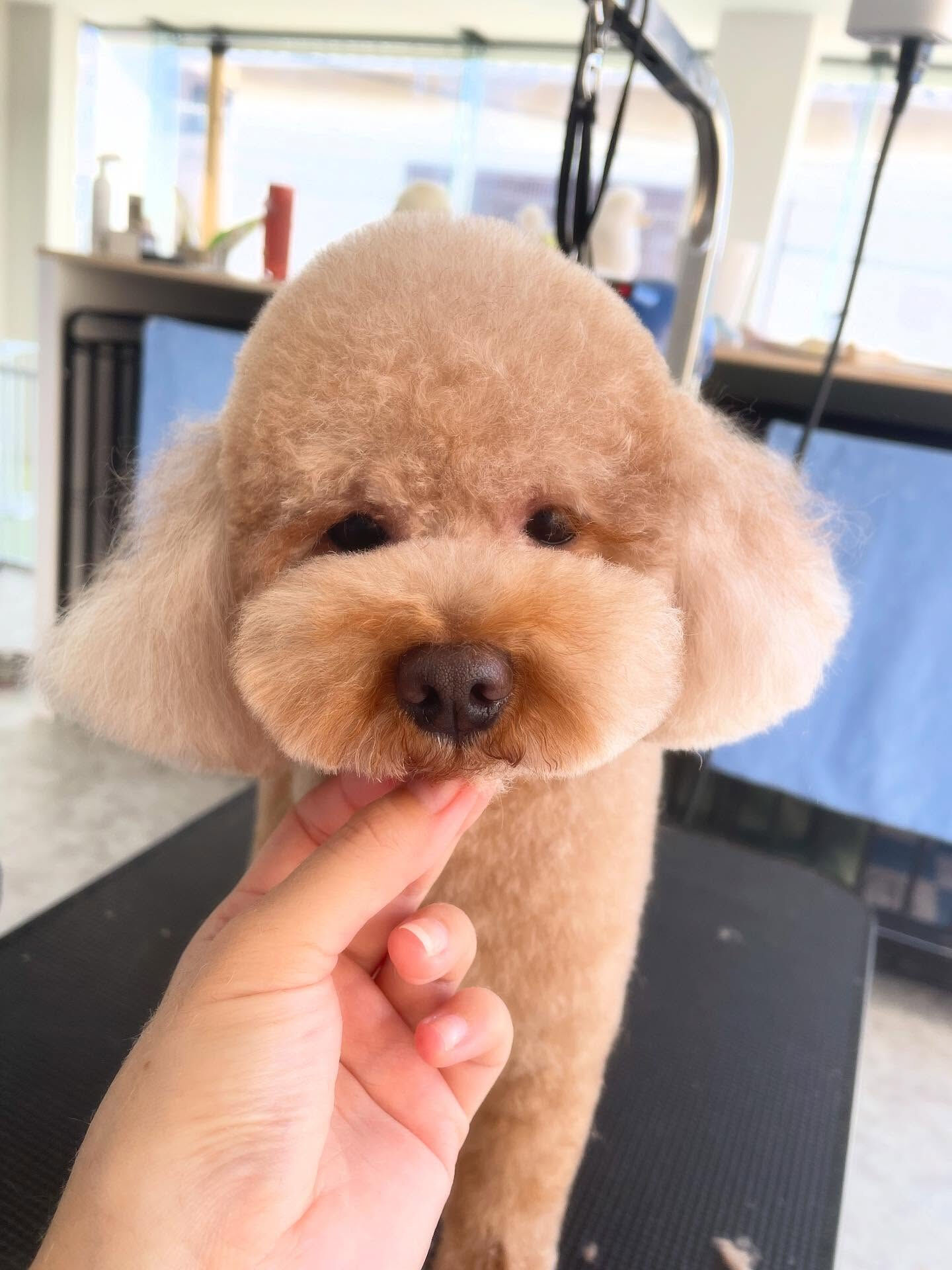 ポムちゃんとボンちゃん♡