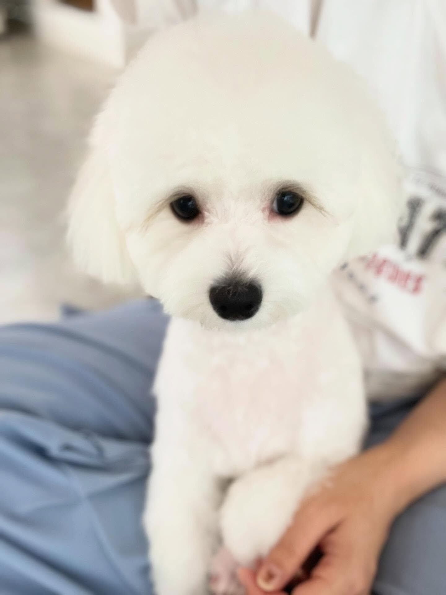 ふたりとも足先バリカンでお散歩後のお手入れが楽ちんになりまし