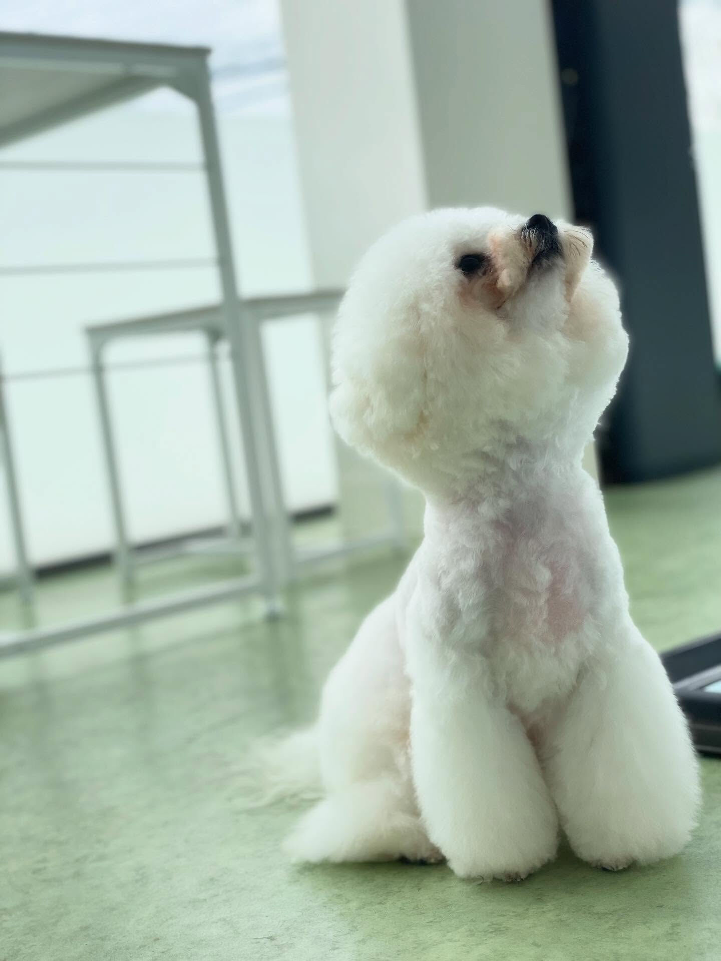 小柄なビションちゃん♡