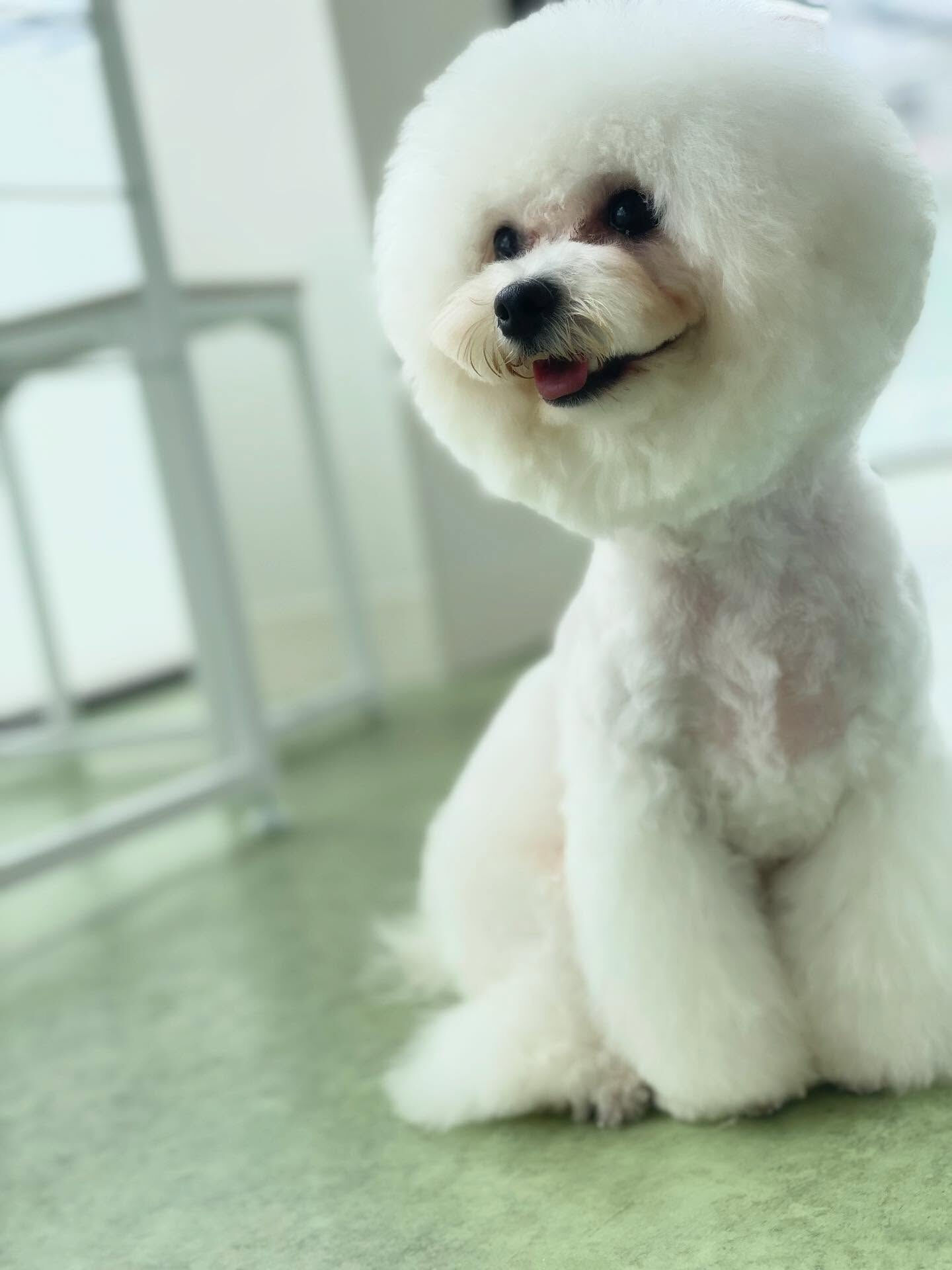 小柄なビションちゃん♡