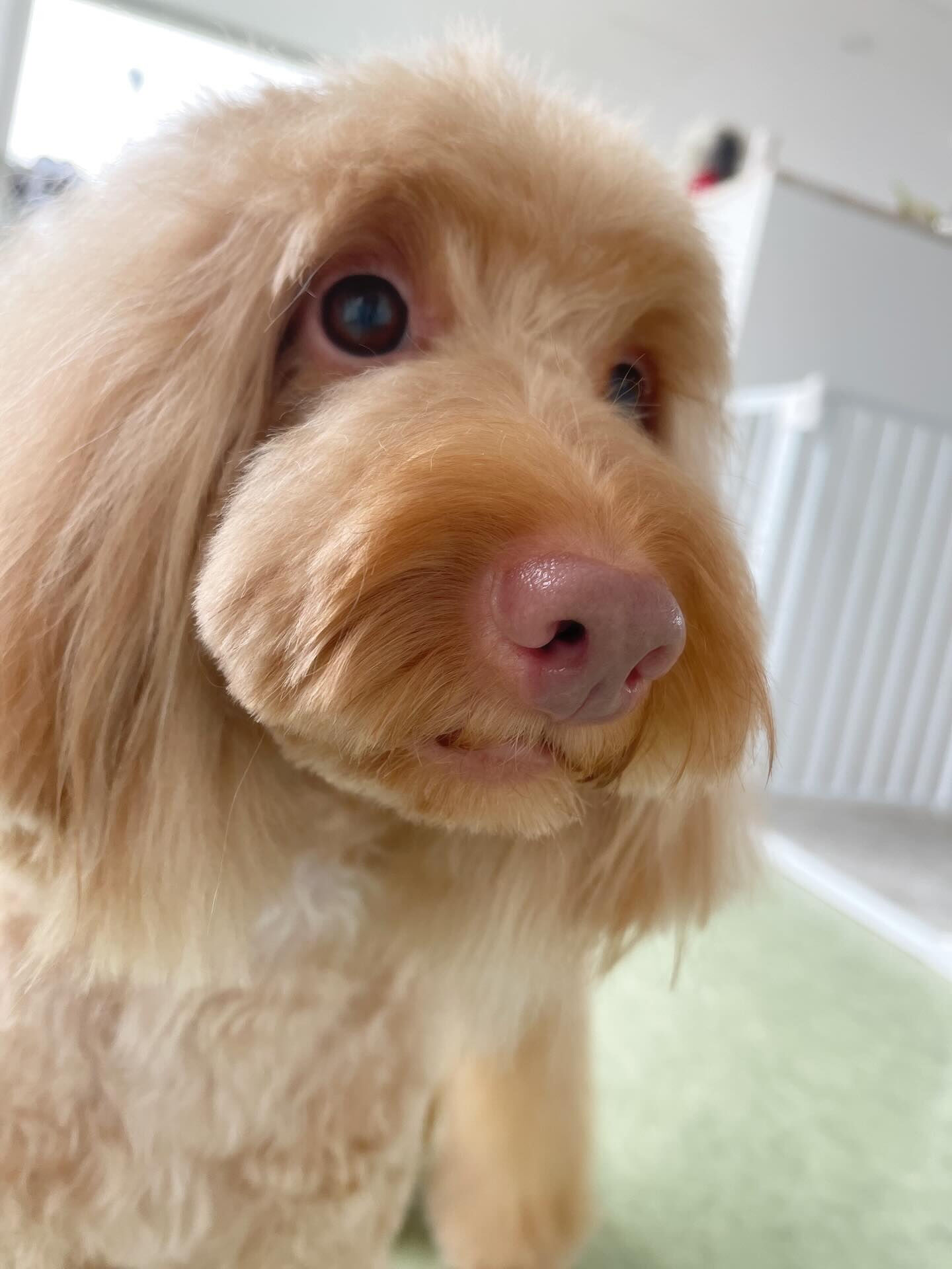 雰囲気の違うトイプードルちゃん達🐩