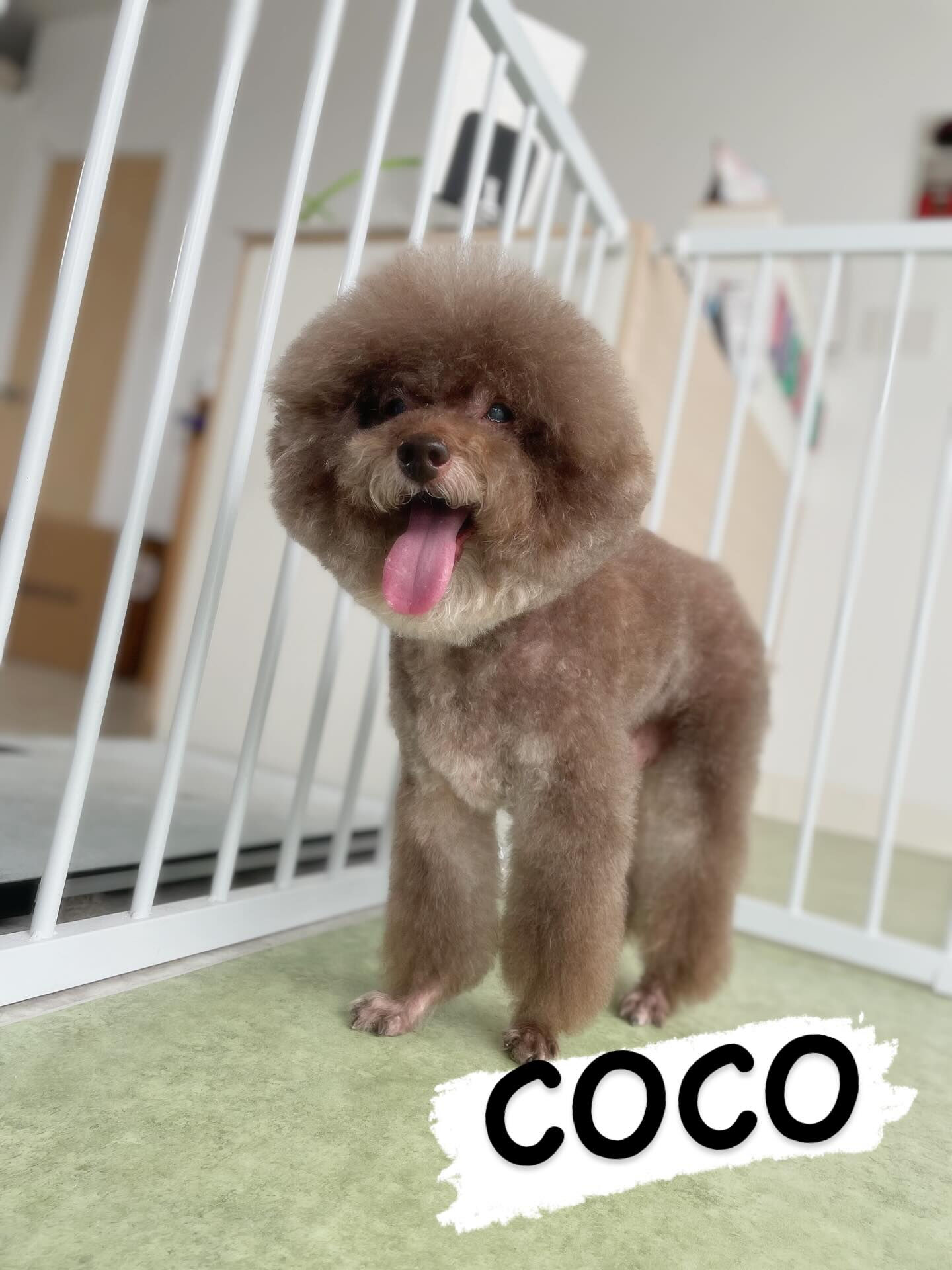 雰囲気の違うトイプードルちゃん達🐩