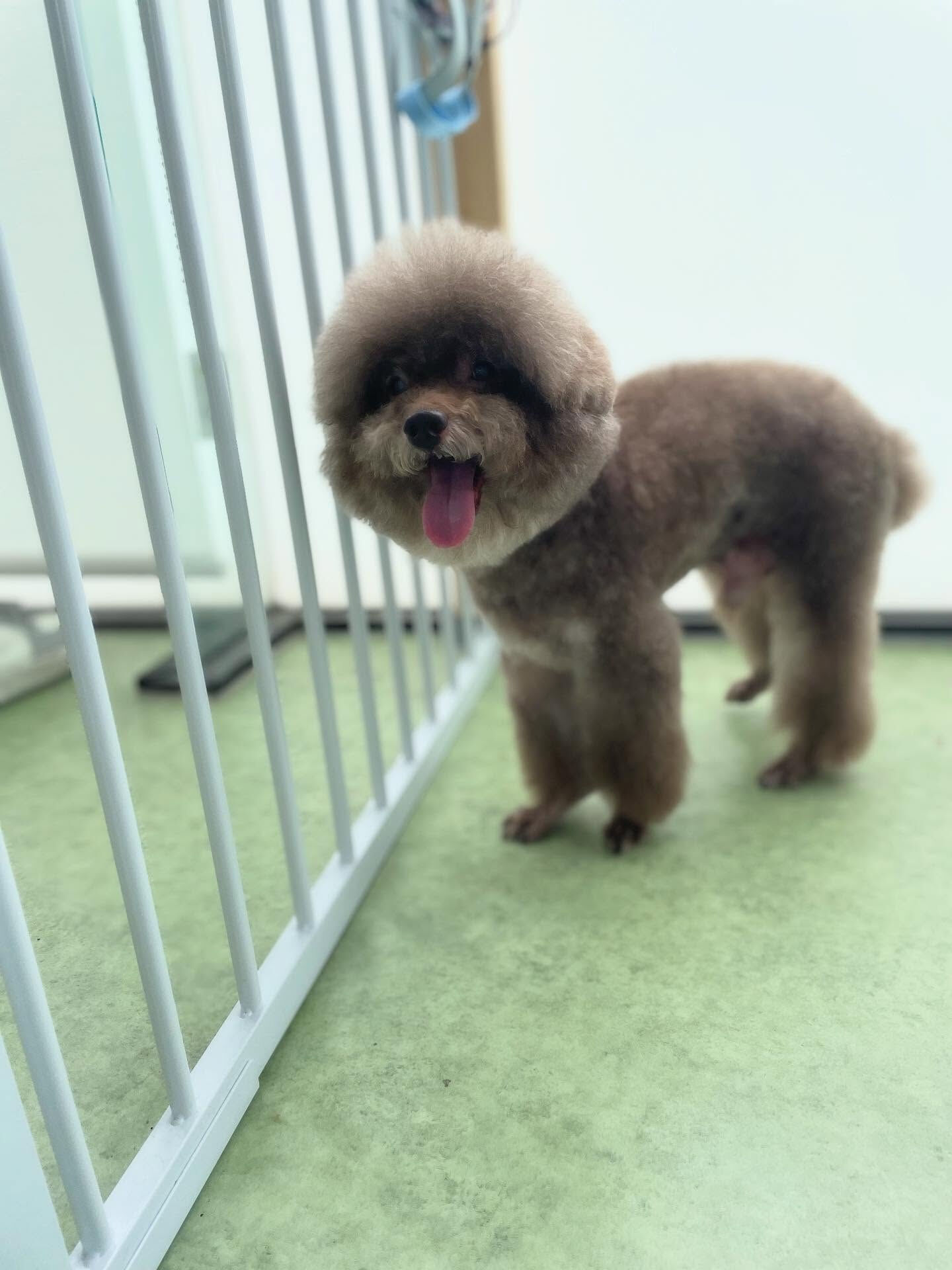 雰囲気の違うトイプードルちゃん達🐩
