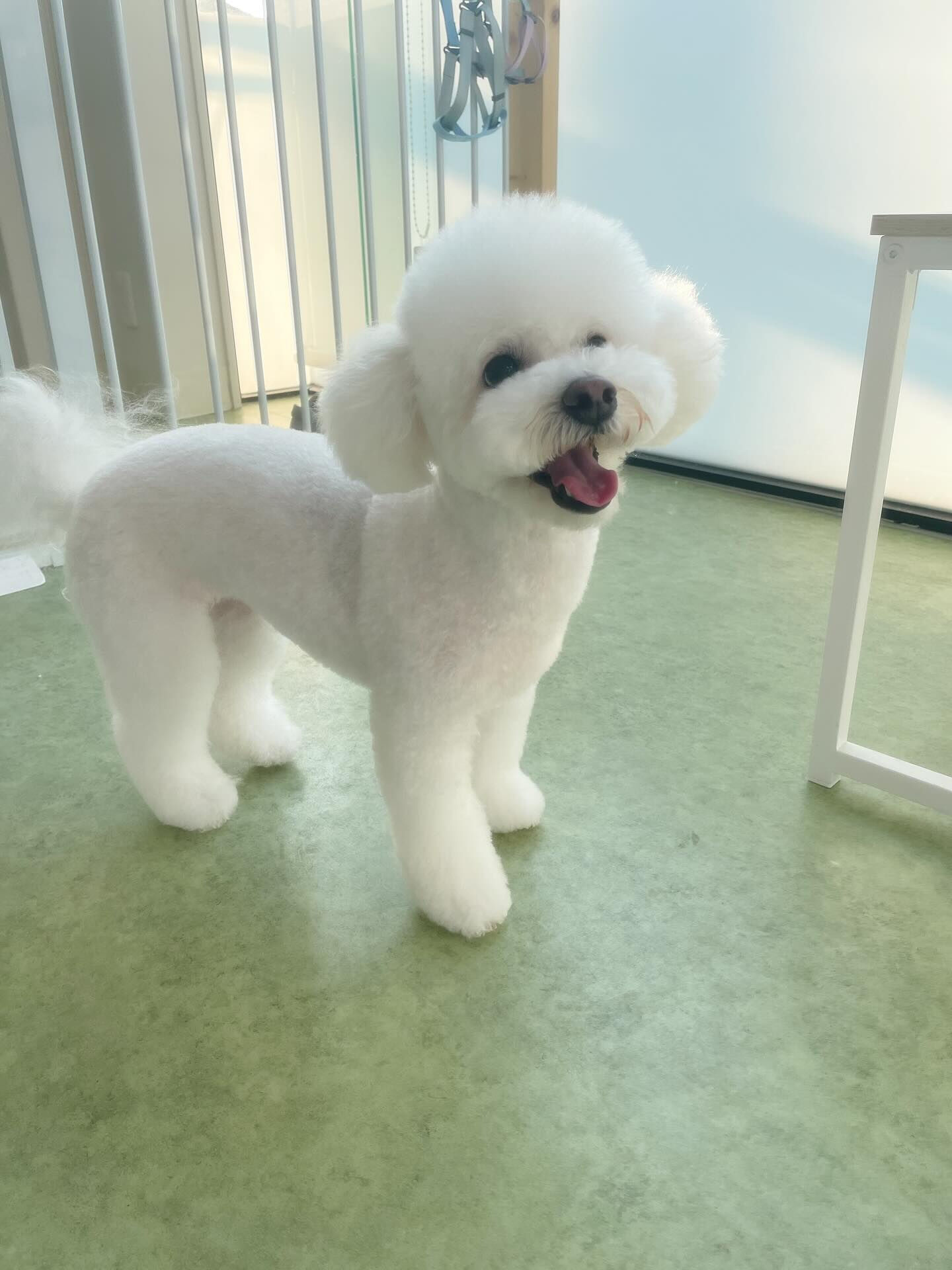 ビションフリーゼのベアカット🐻