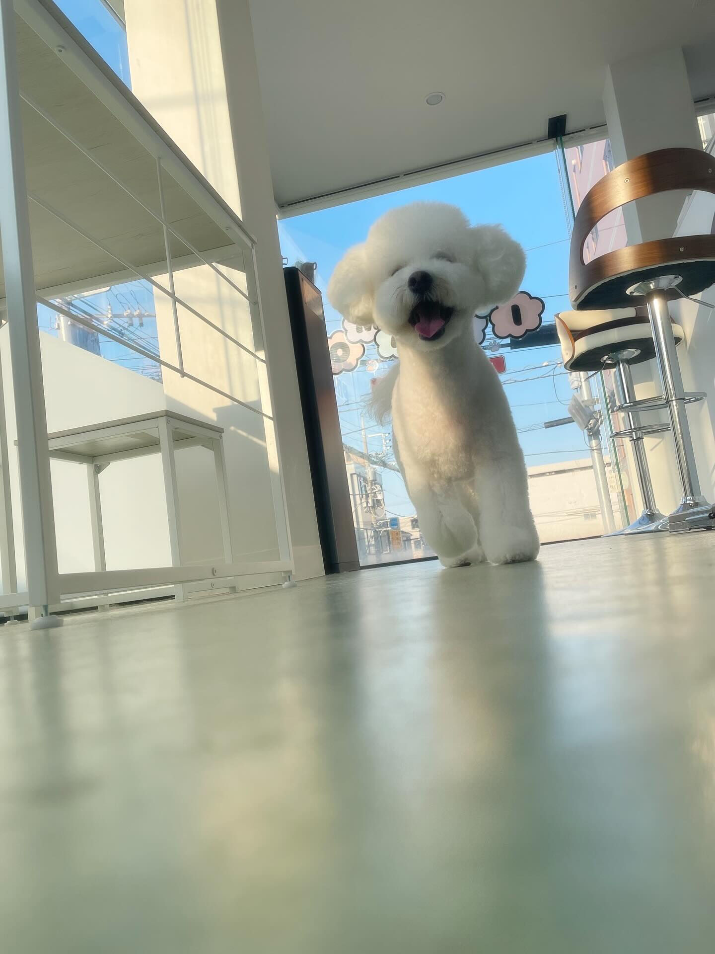 ビションフリーゼのベアカット🐻