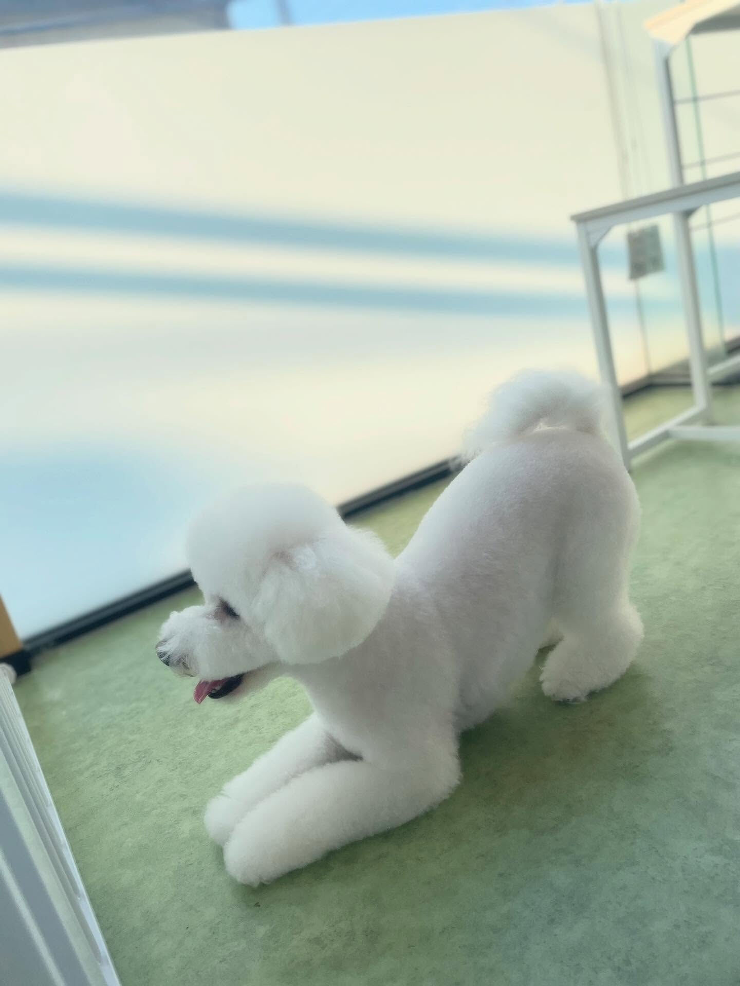 ビションフリーゼのベアカット🐻