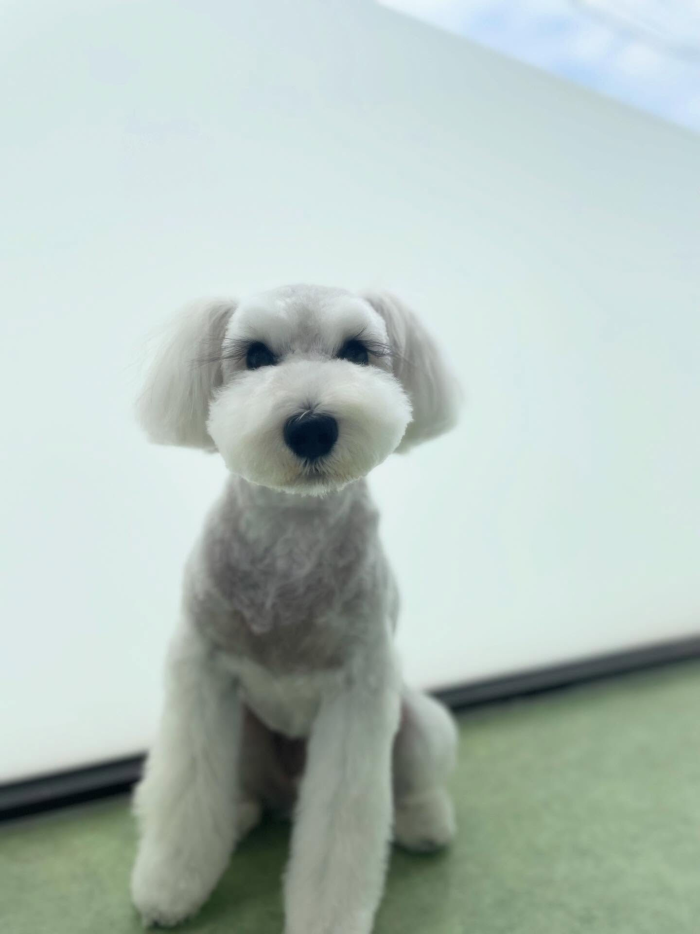 バロン♡シュナ