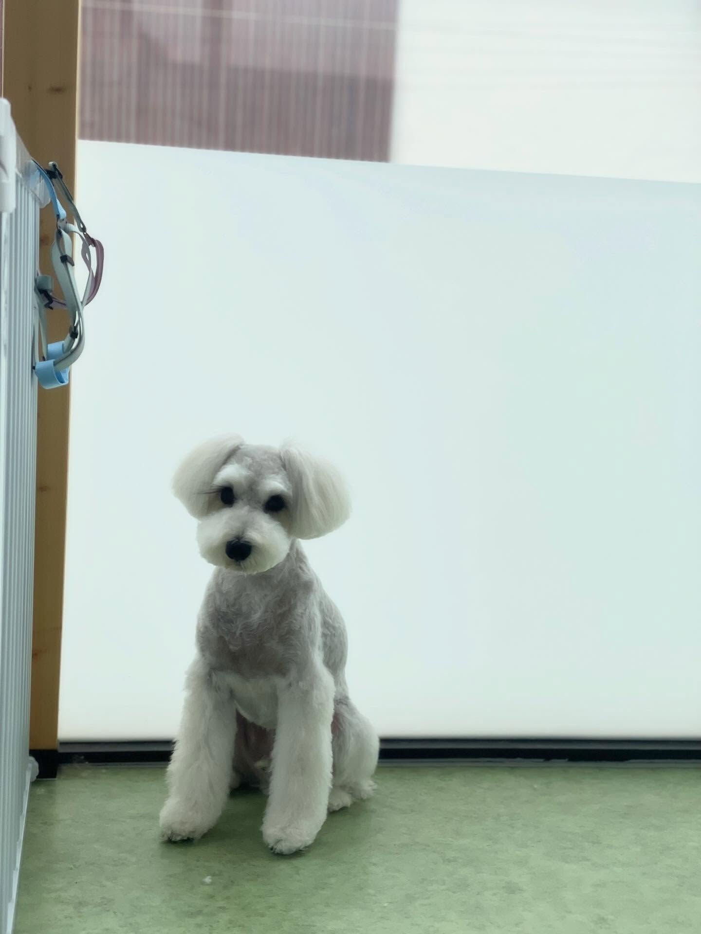バロン♡シュナ