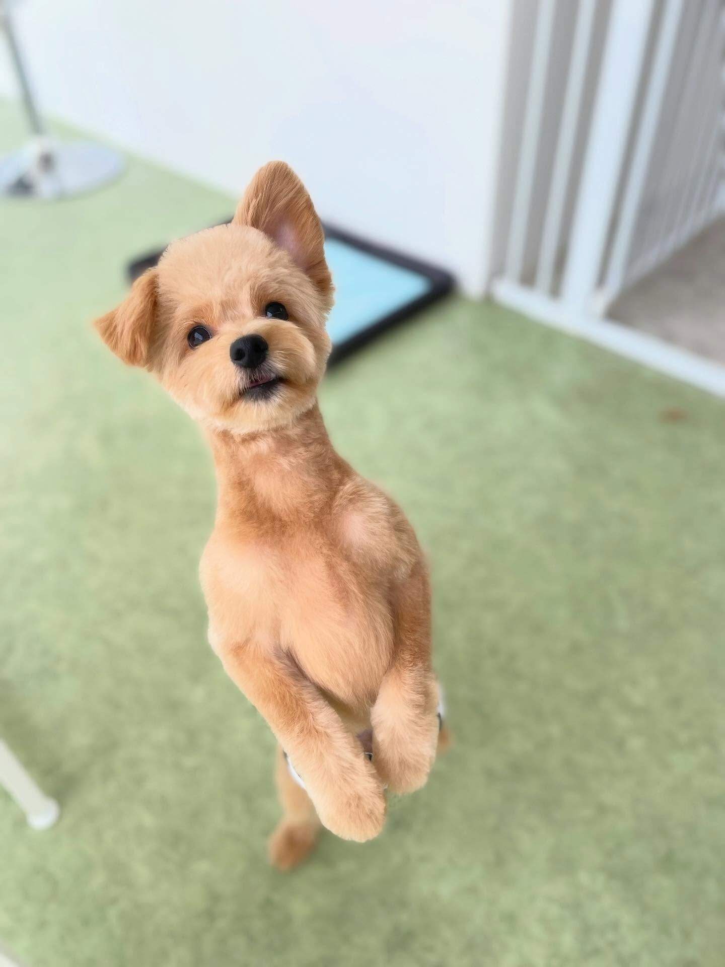 左耳ぴょーん(´⊙ω⊙`)
