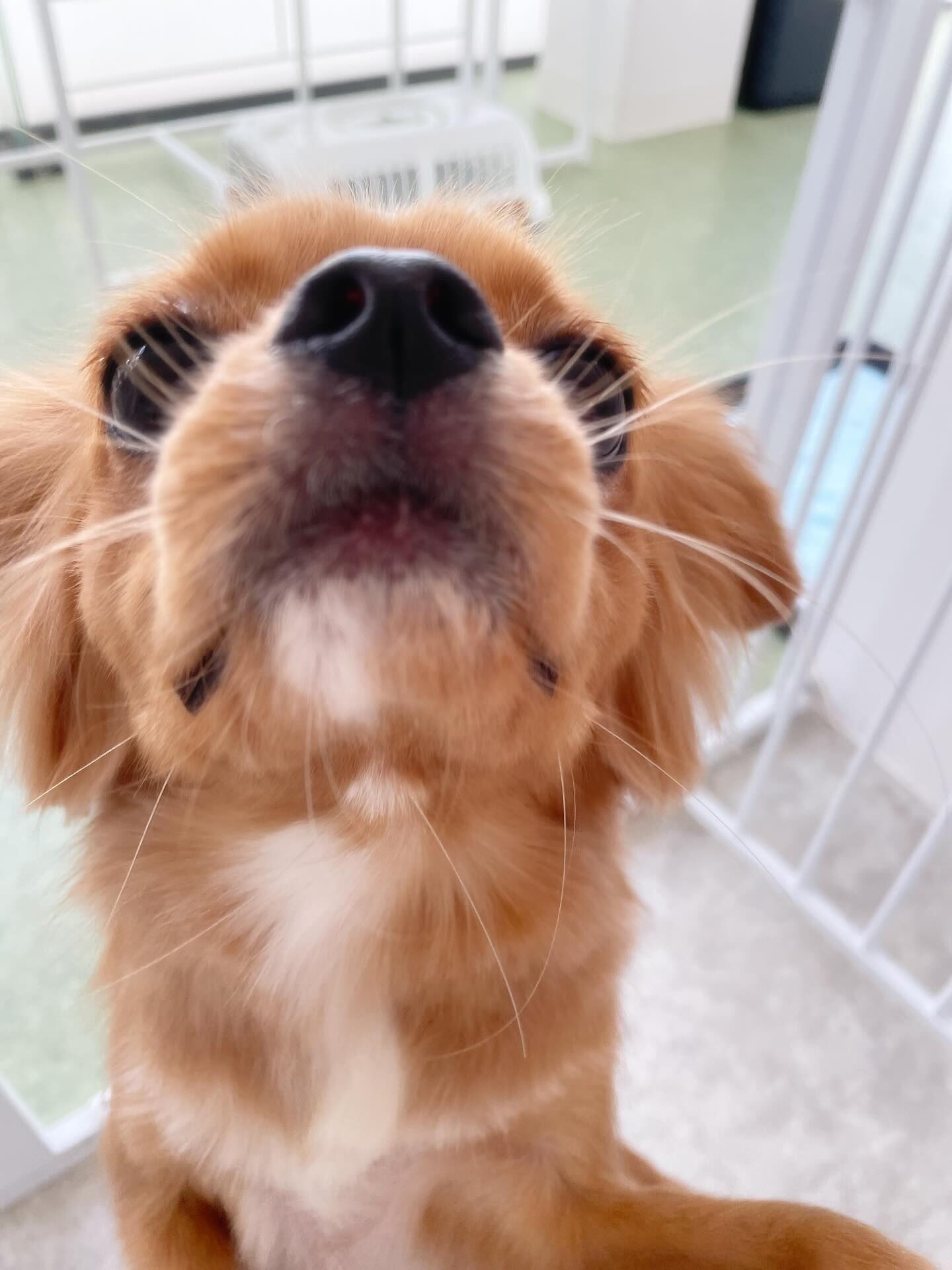 ミックスちゃん最近多いなぁʕʘ‿ʘʔ