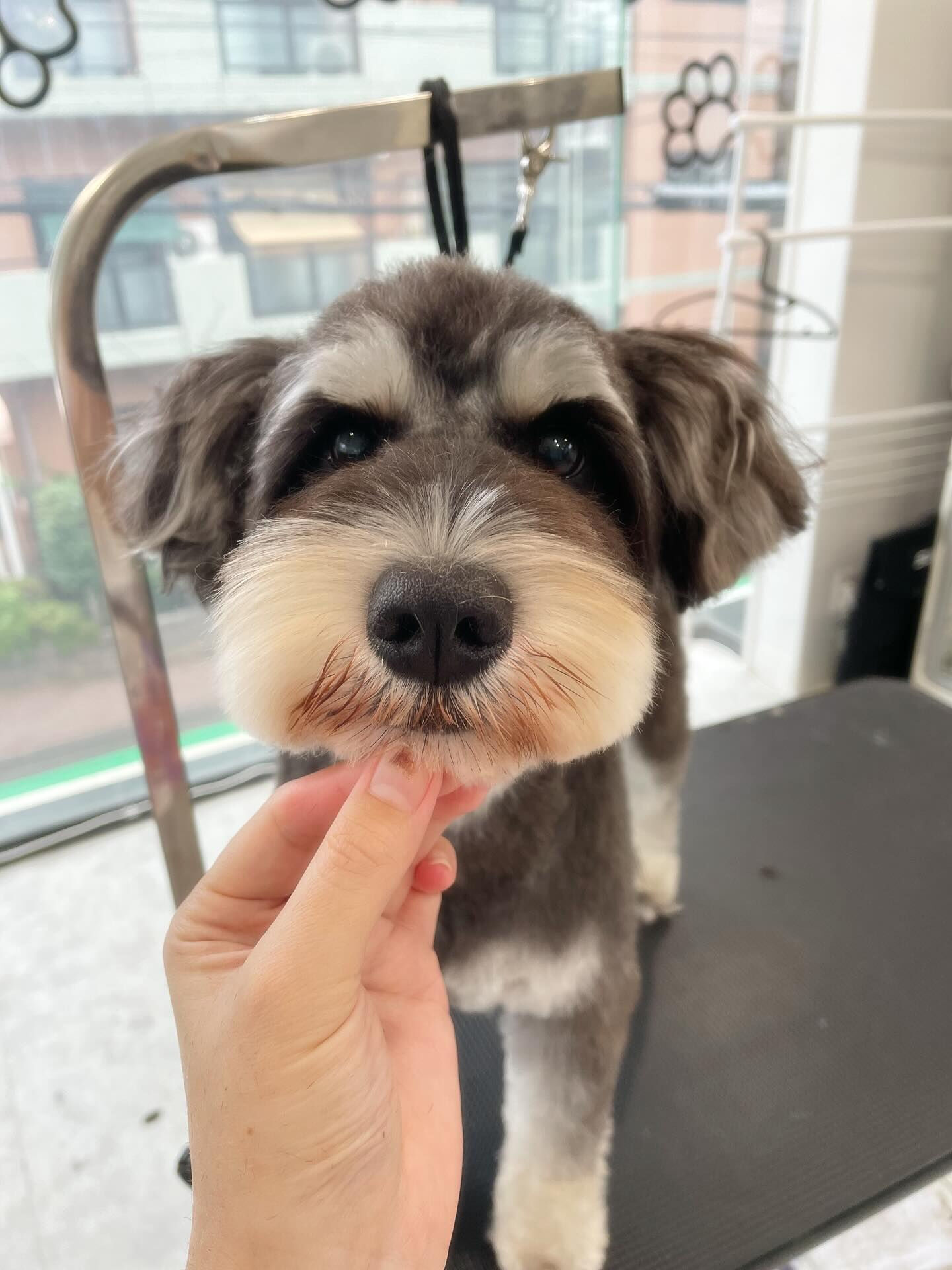Schnauzer♡Schnauzer