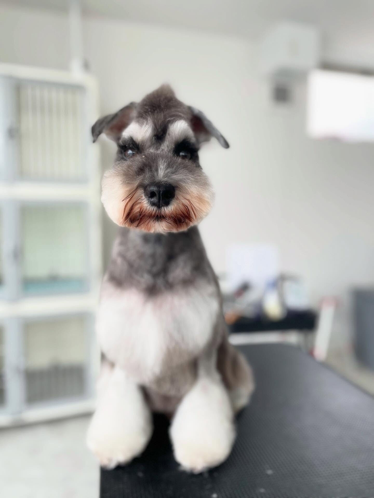 Schnauzer♡Schnauzer