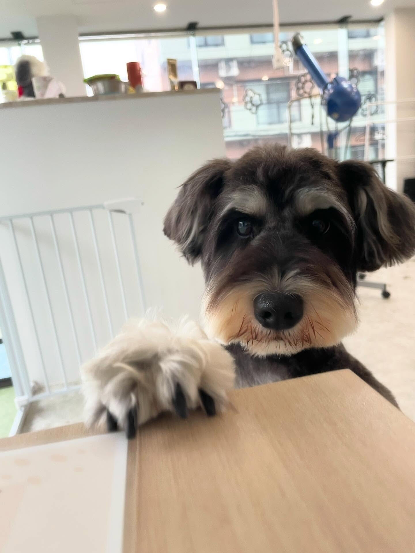 Schnauzer♡Schnauzer