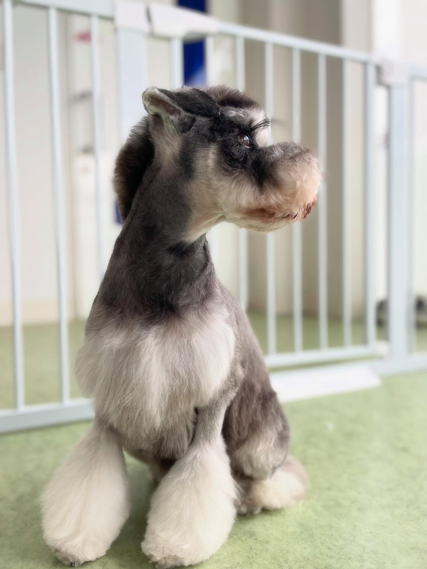 Schnauzer♡Schnauzer