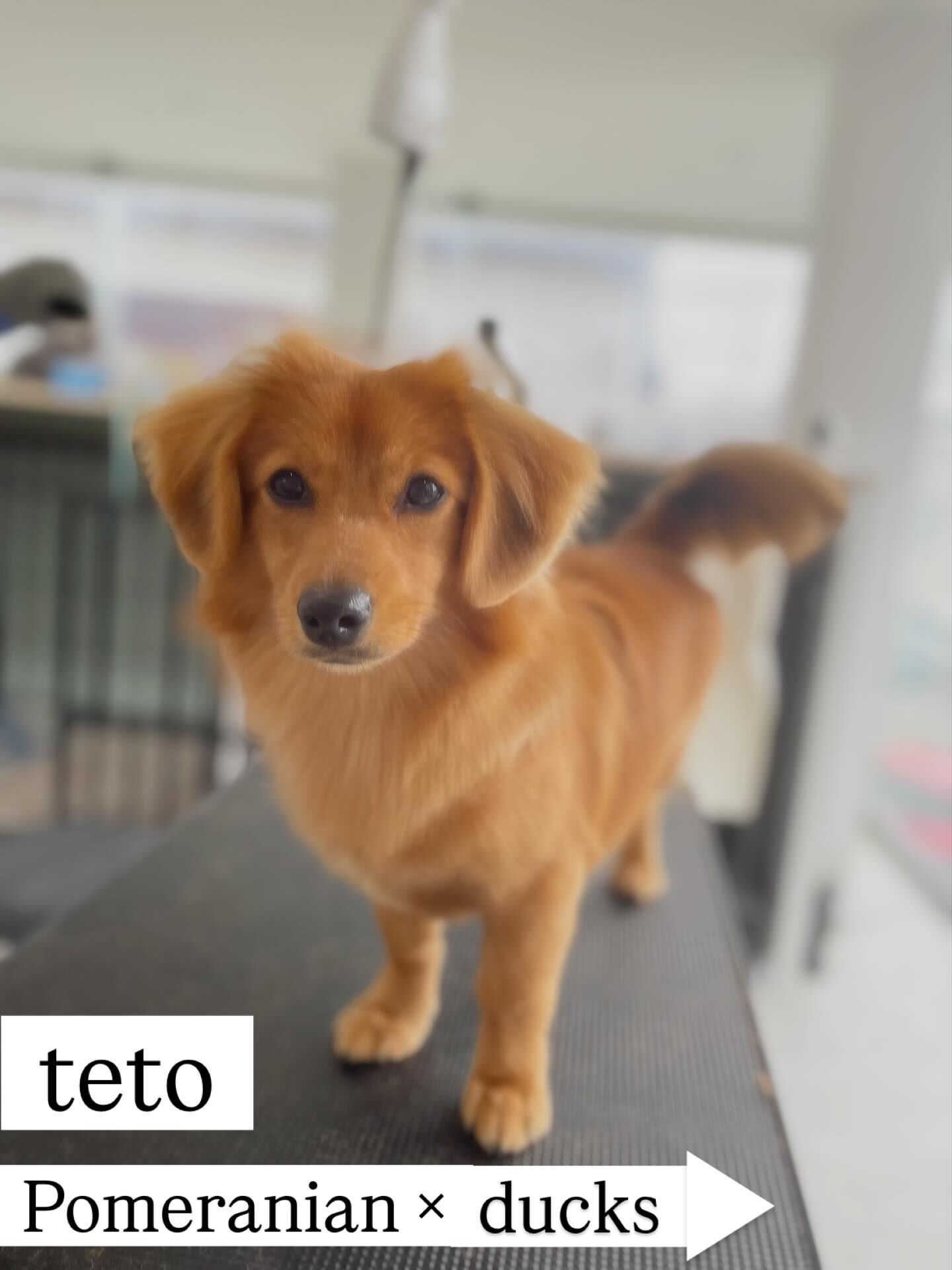きなこちゃん以外みんなパピーちゃん🫧