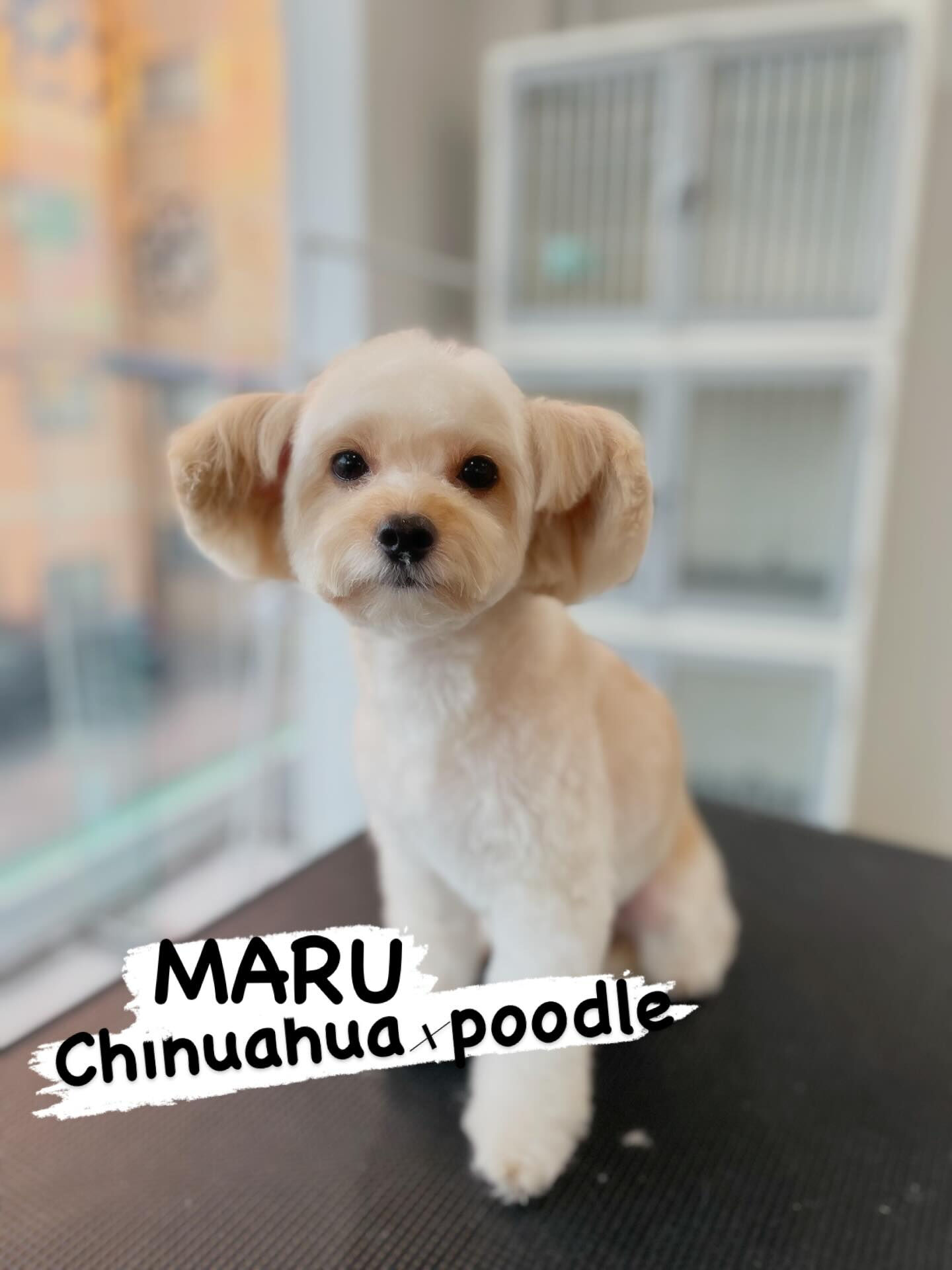 AL⭐︎チワプー⭐︎マルビション