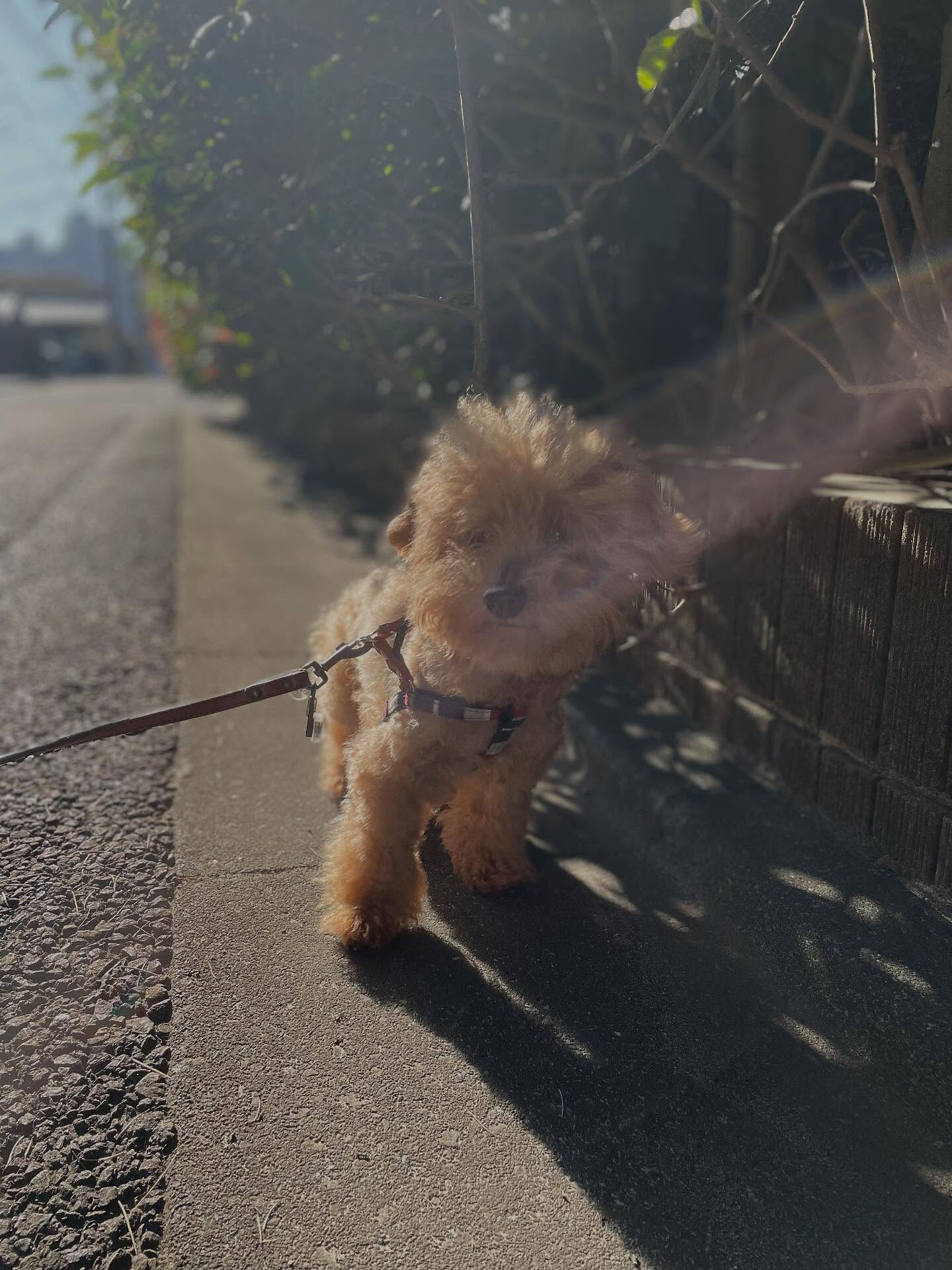 100匹目のお客さま👏
