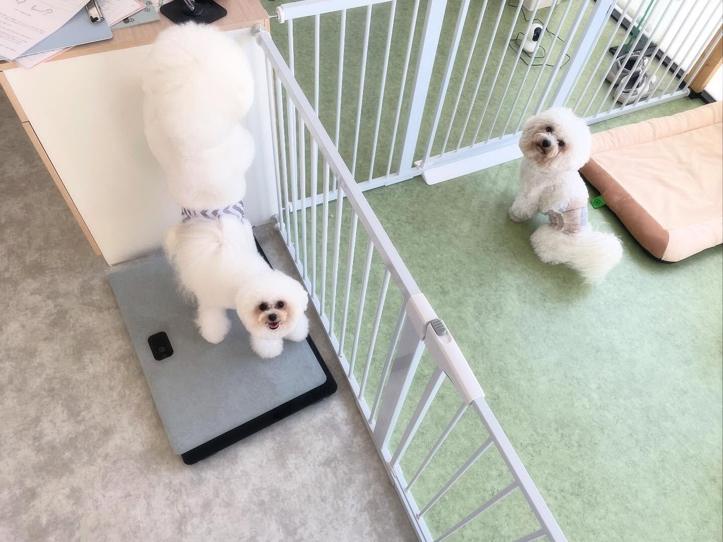 何匹？