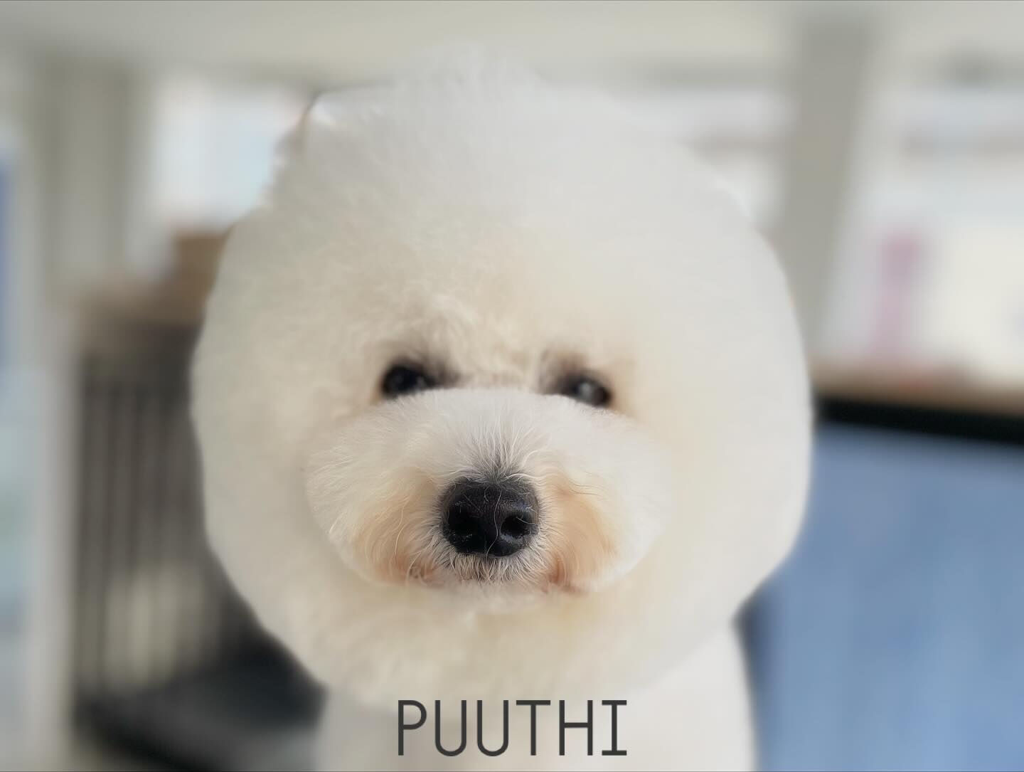 何匹？