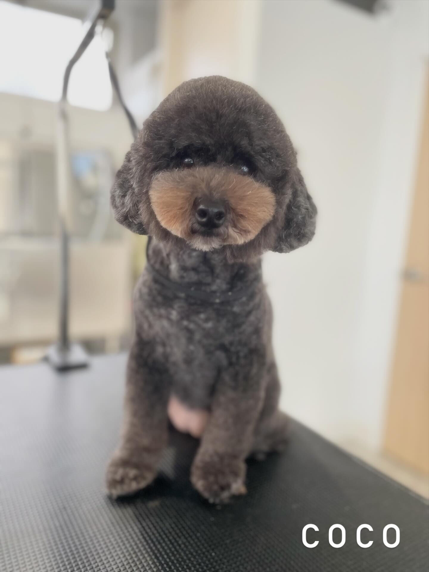 ご新規さんも増えてきて嬉しい(●´ω｀●)