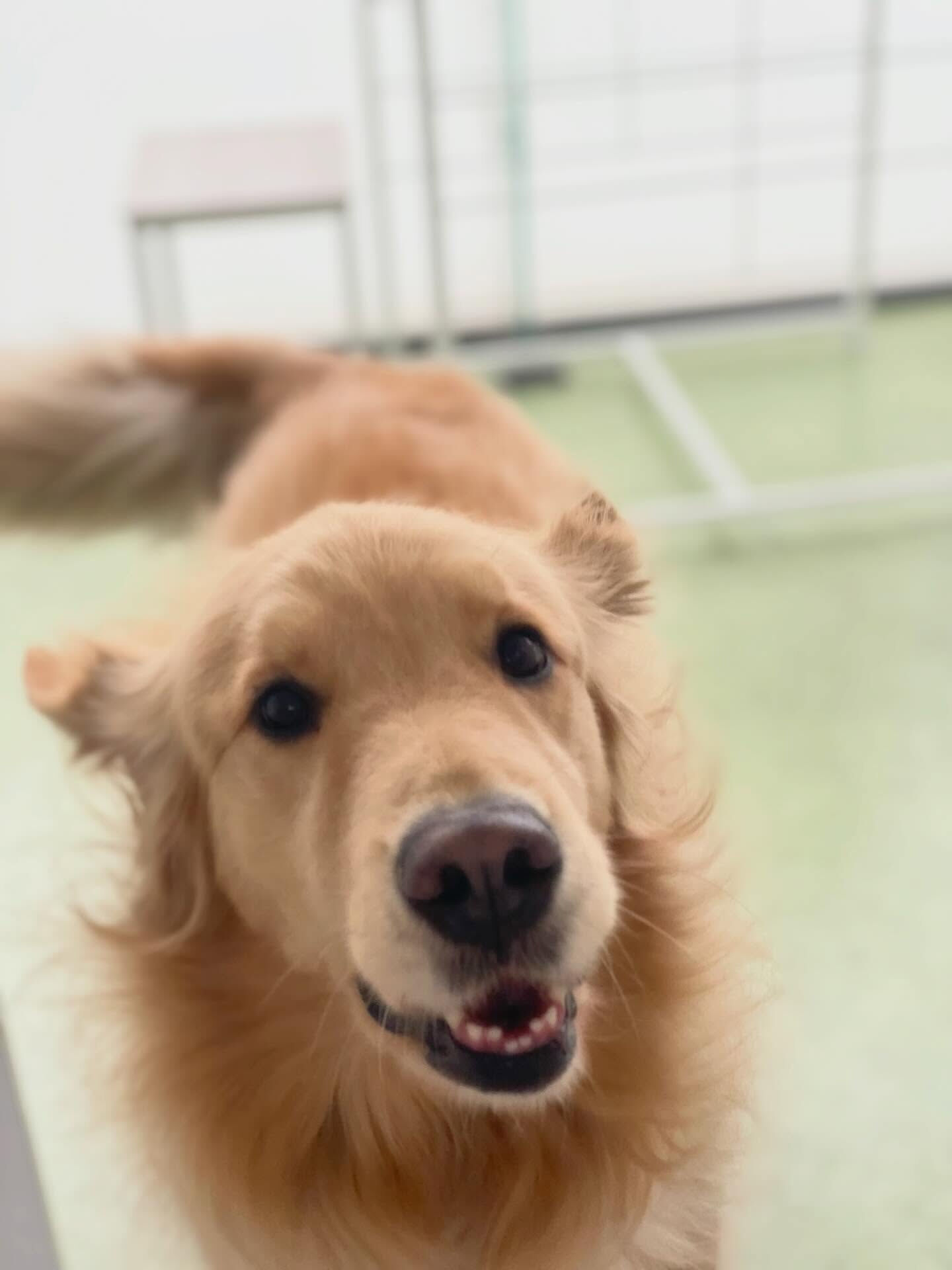 当店初めてのゴールデンレトリバー！