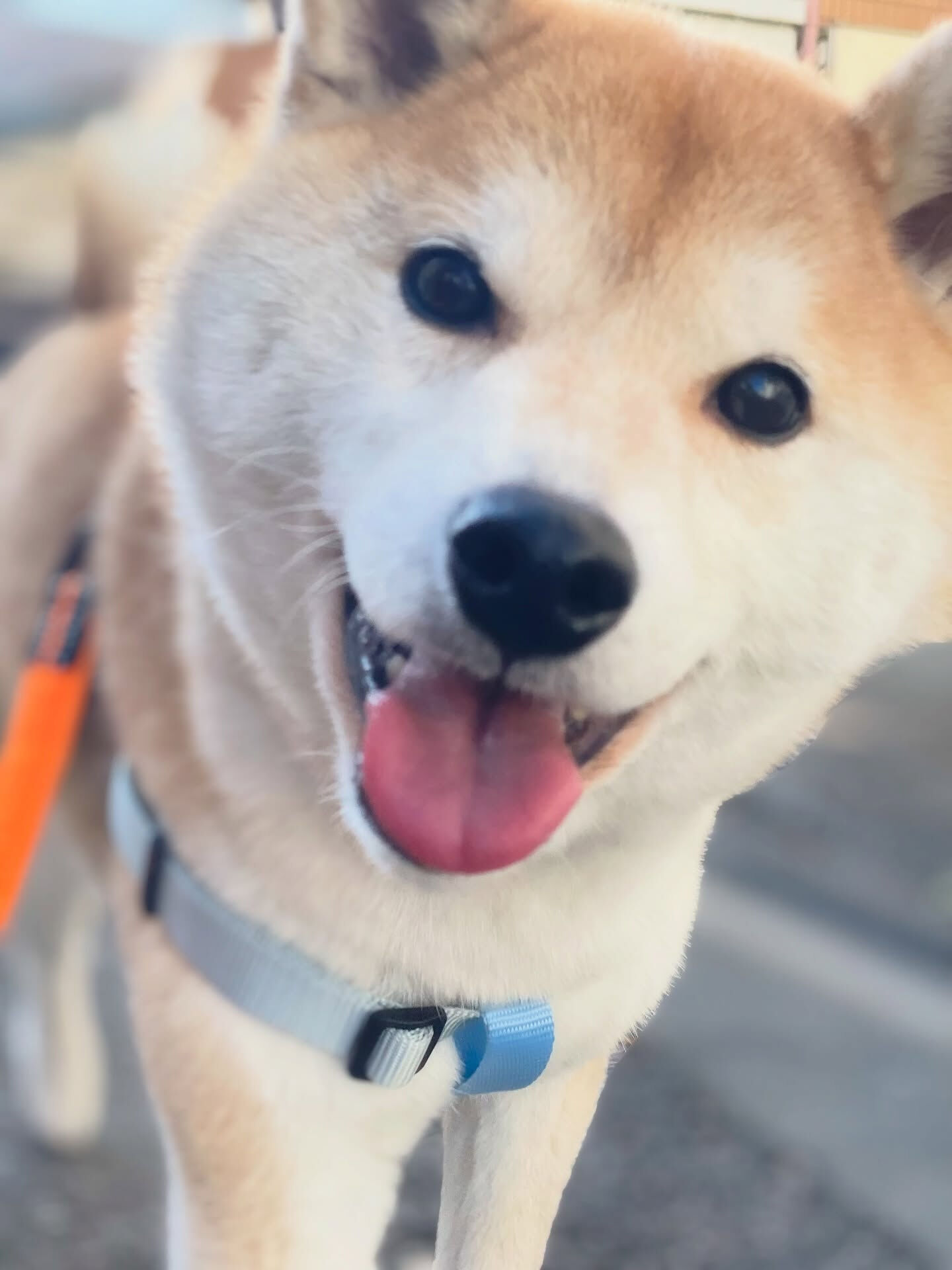 ホテル初めましてのうめさん