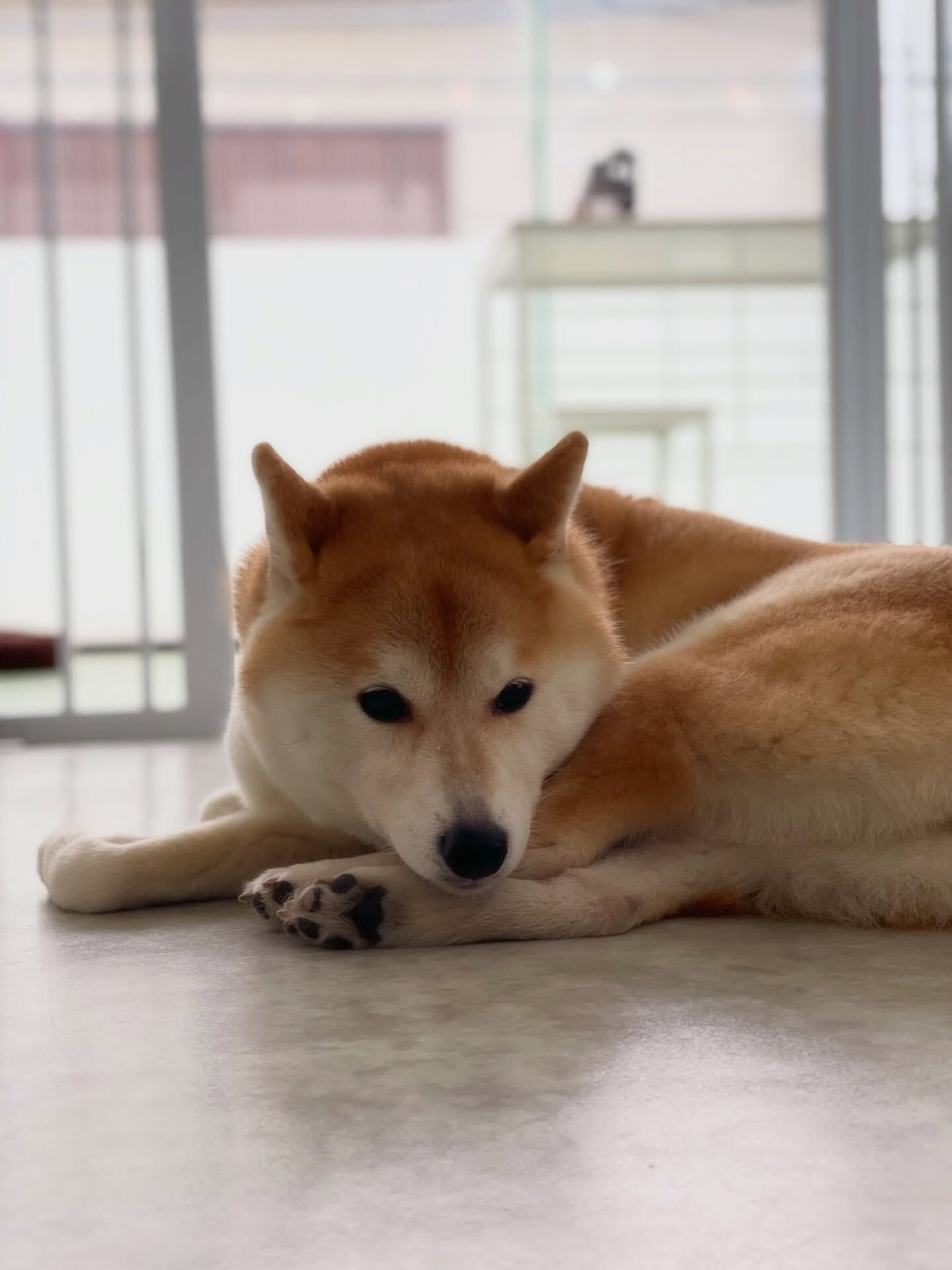 ホテル初めましてのうめさん